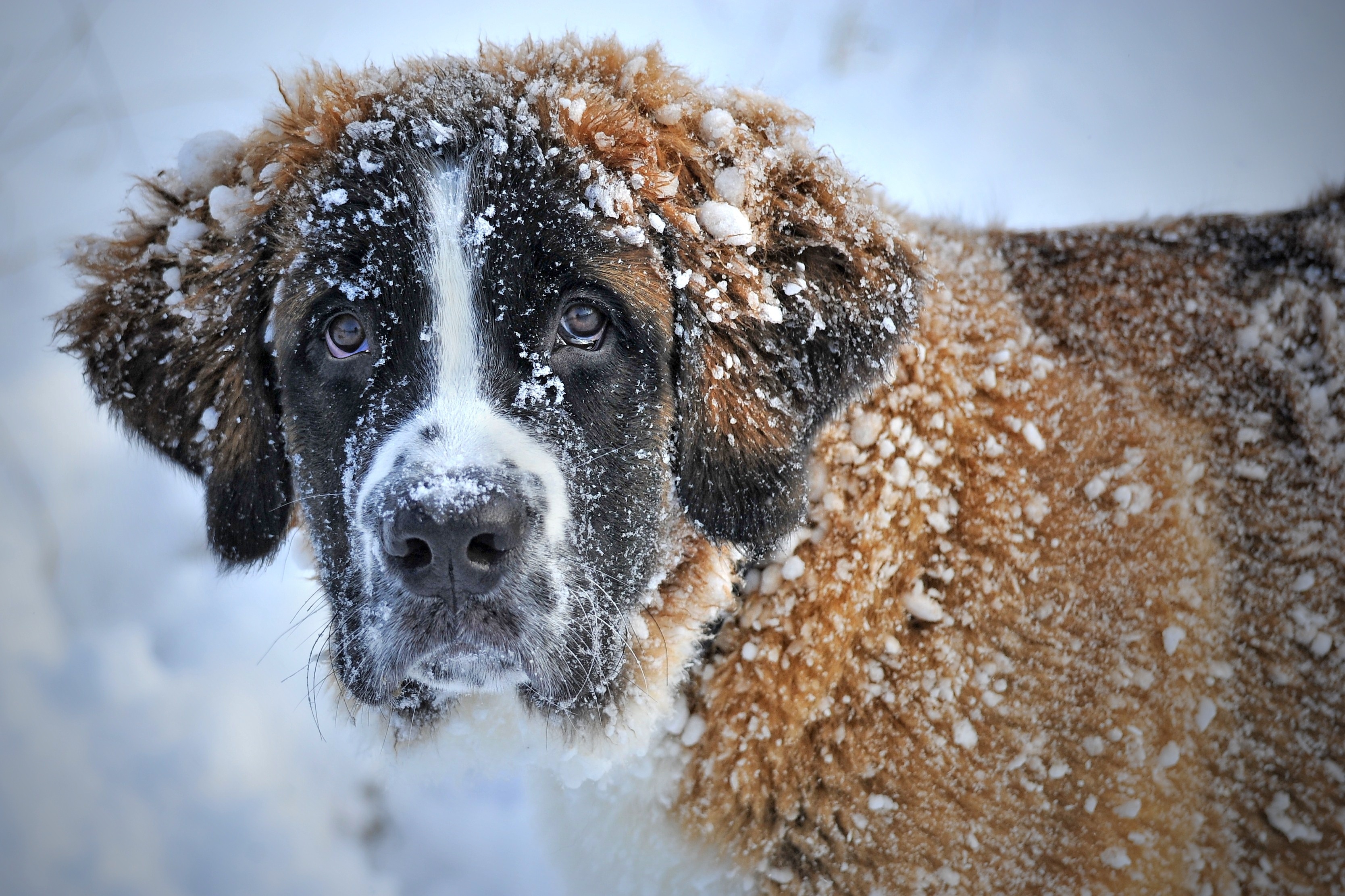 Download background animal, st bernard, dog, snow, winter, dogs