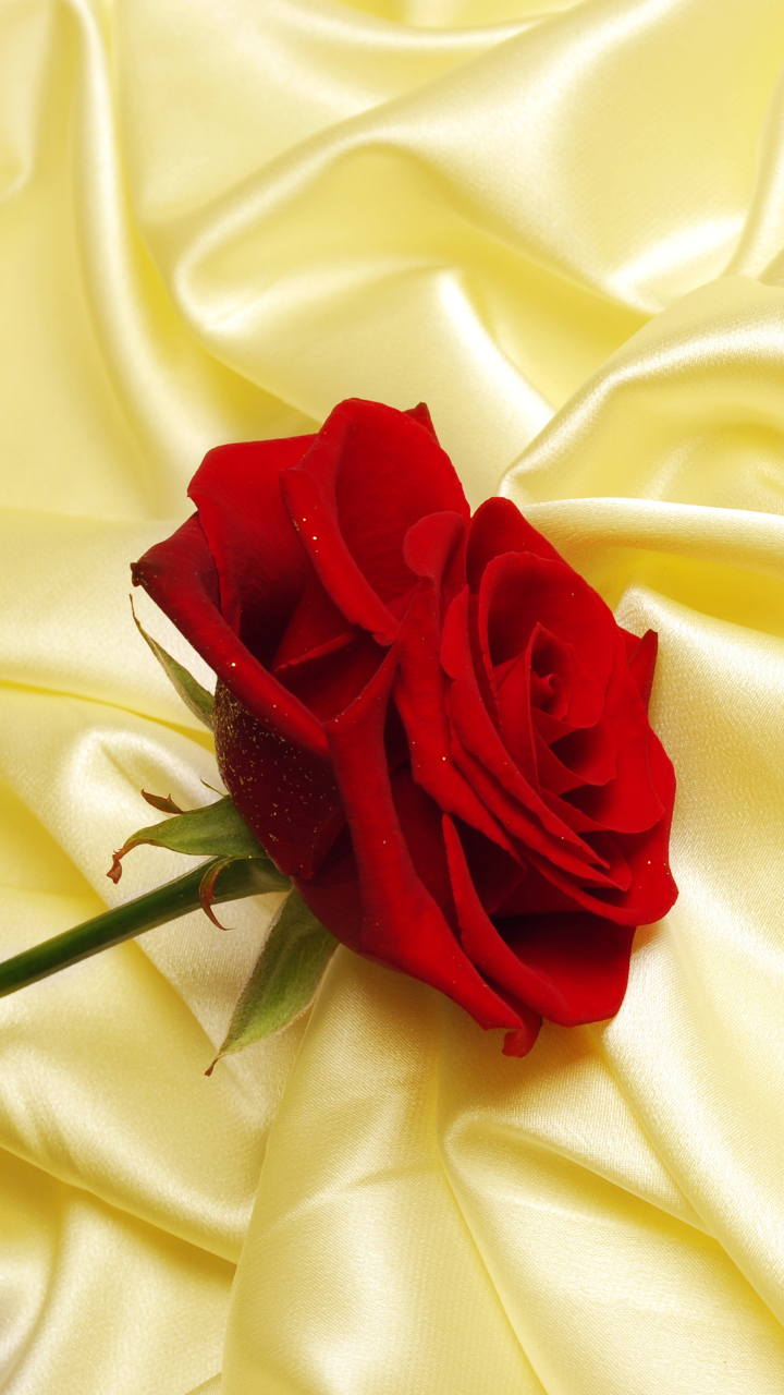 love, valentine's day, earth, rose, red flower, silk, flower, red rose, pastel, satin, flowers
