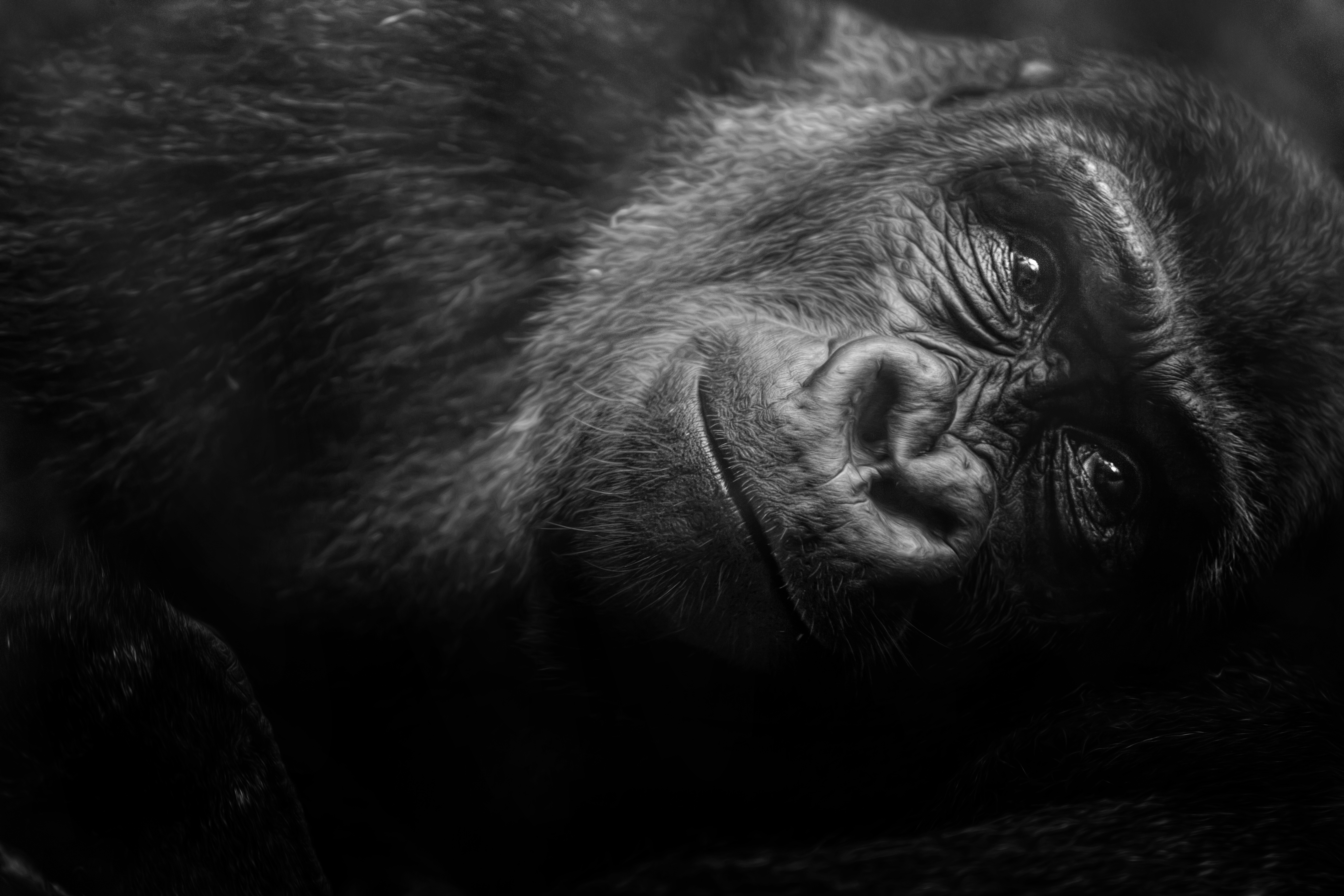 animal, gorilla, black & white, primate, monkeys