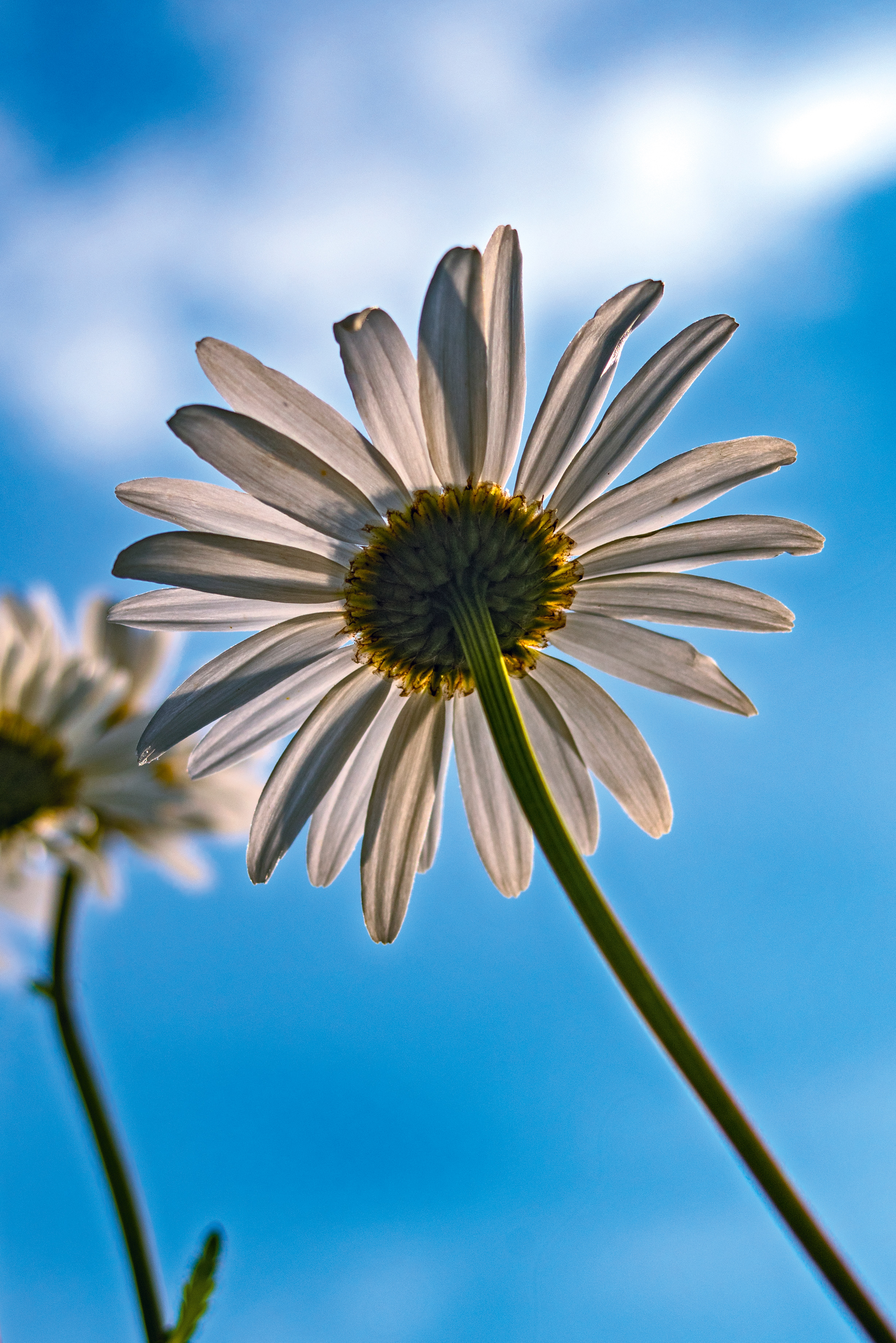 Download mobile wallpaper Flower, Sky, Petals, Chamomile, Flowers, Camomile for free.