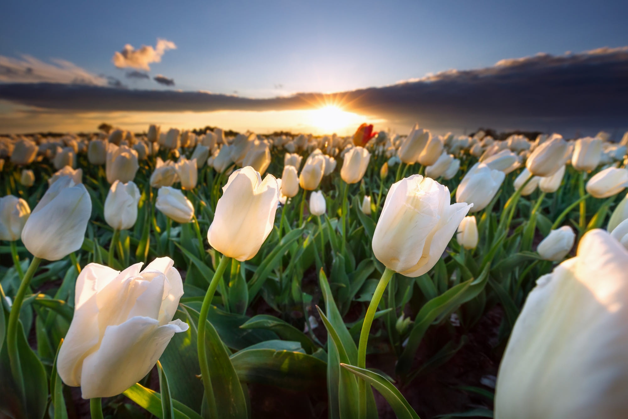 Фото тюльпанов в лучах солнца