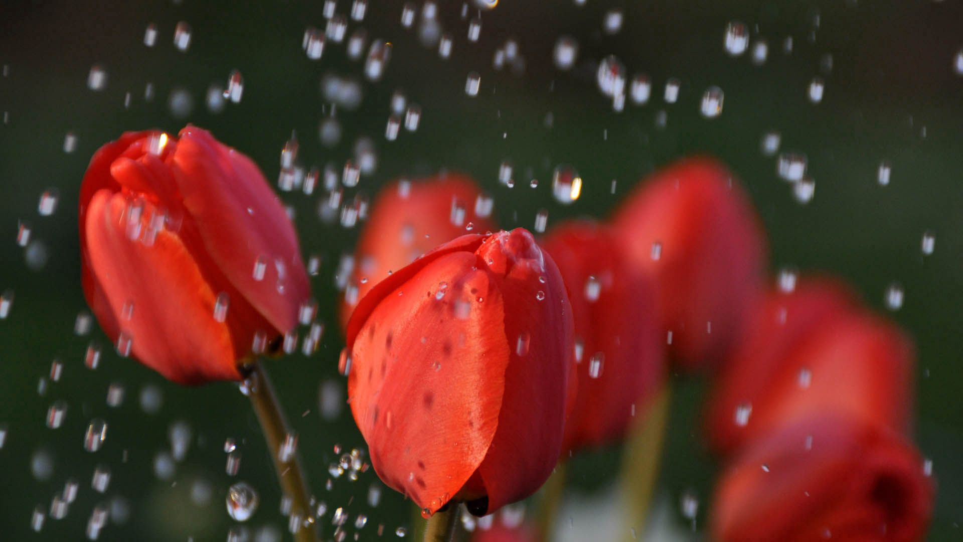 Laden Sie das Blume, Makro, Tulpen-Bild kostenlos auf Ihren PC-Desktop herunter
