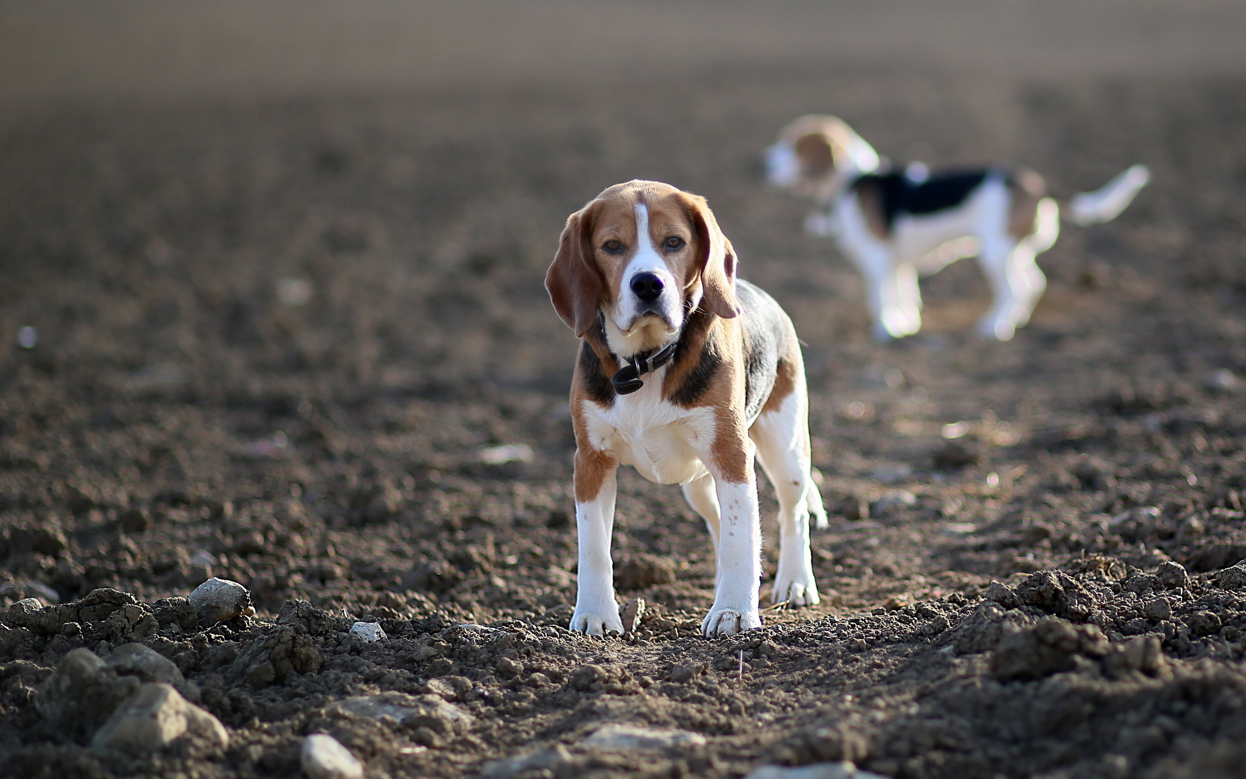 292662 descargar imagen animales, beagle, perros: fondos de pantalla y protectores de pantalla gratis