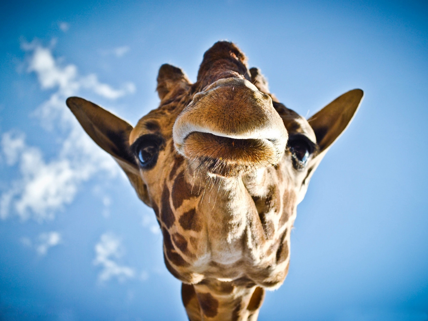 50231 baixar papel de parede animais, girafas - protetores de tela e imagens gratuitamente