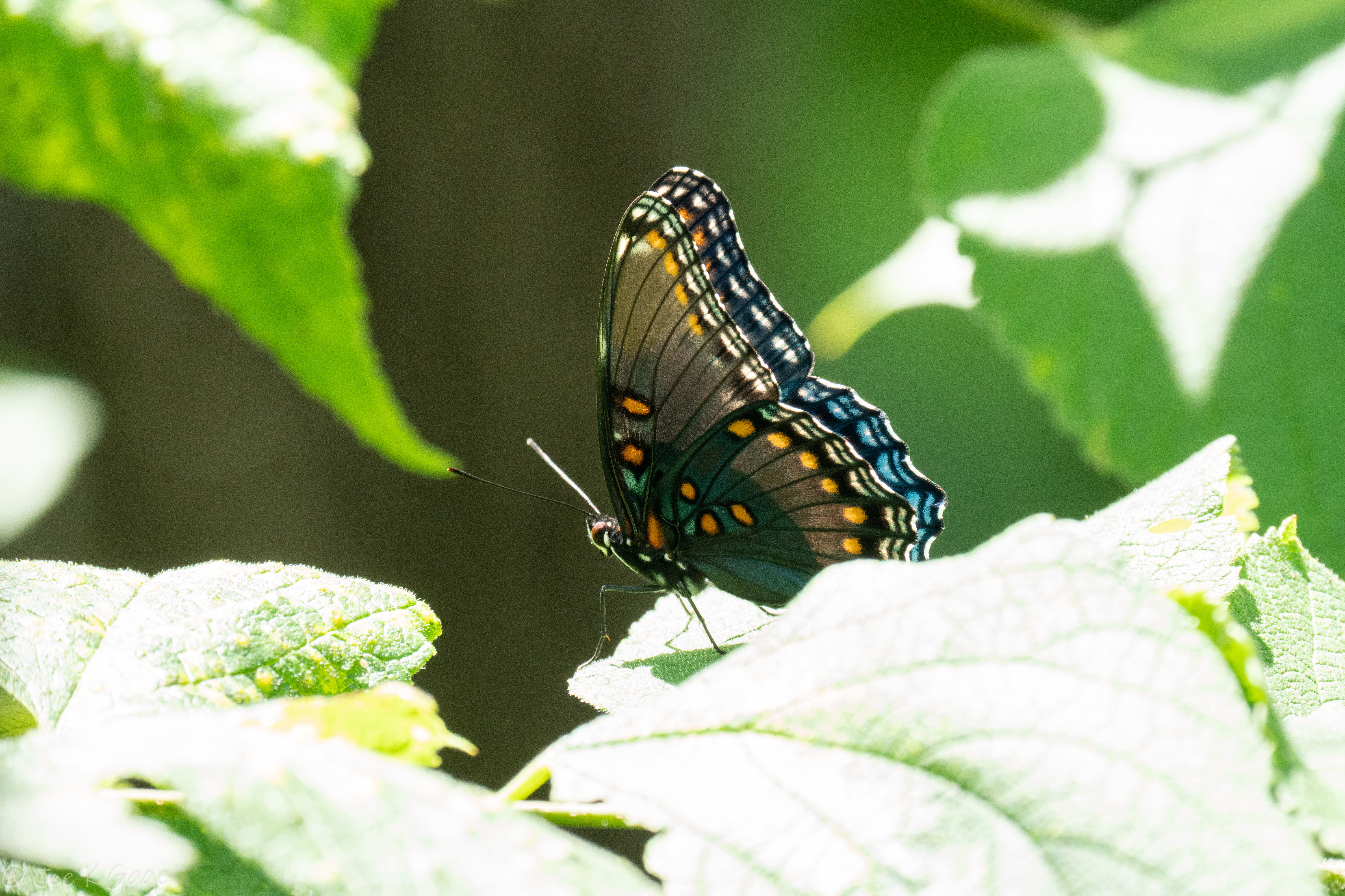 無料モバイル壁紙動物, 昆虫, 葉, バタフライ, 翼, 熱帯, トロピカル, 蝶をダウンロードします。