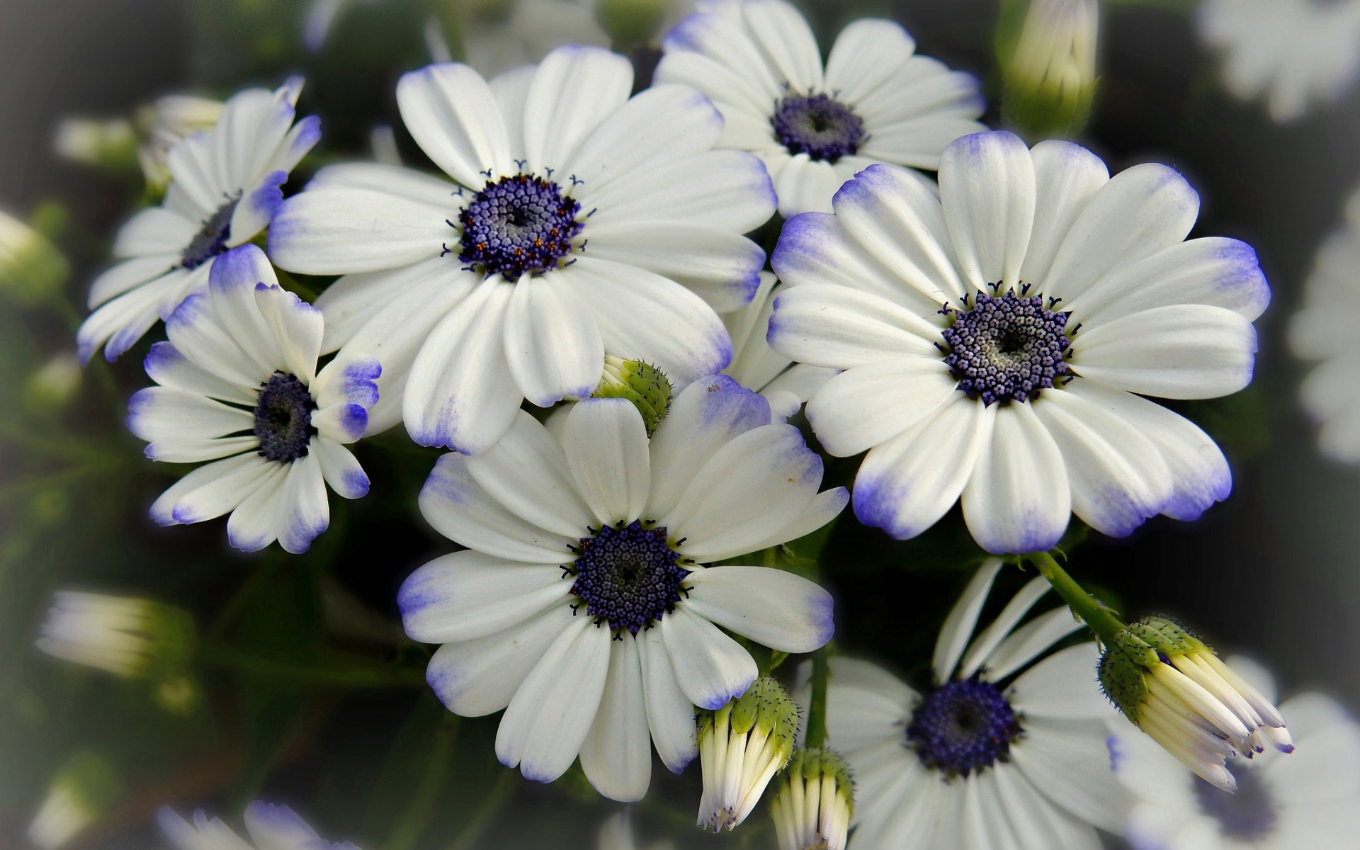 423013 descargar fondo de pantalla tierra/naturaleza, flor, cineraria, flor blanca, flores: protectores de pantalla e imágenes gratis