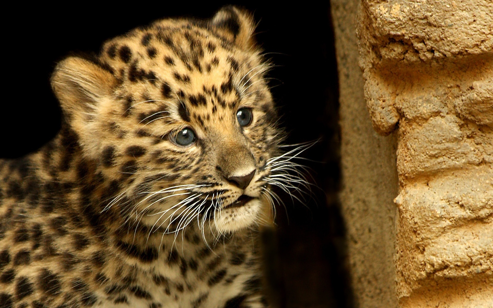 275818 Hintergrundbild herunterladen tiere, leopard, katzen - Bildschirmschoner und Bilder kostenlos