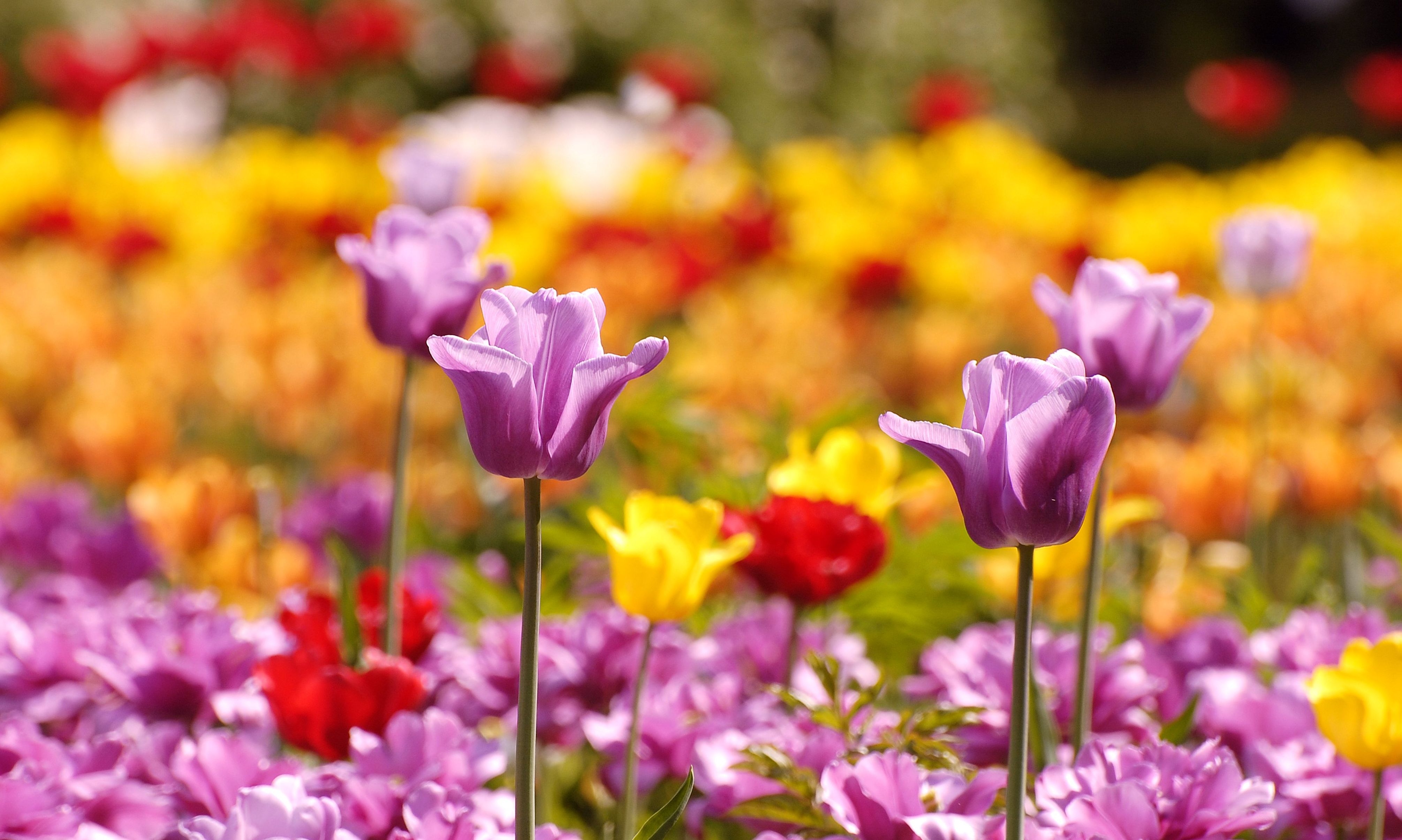 Download mobile wallpaper Smooth, Flowerbed, Flower Bed, Flowers, Blur, Tulips for free.