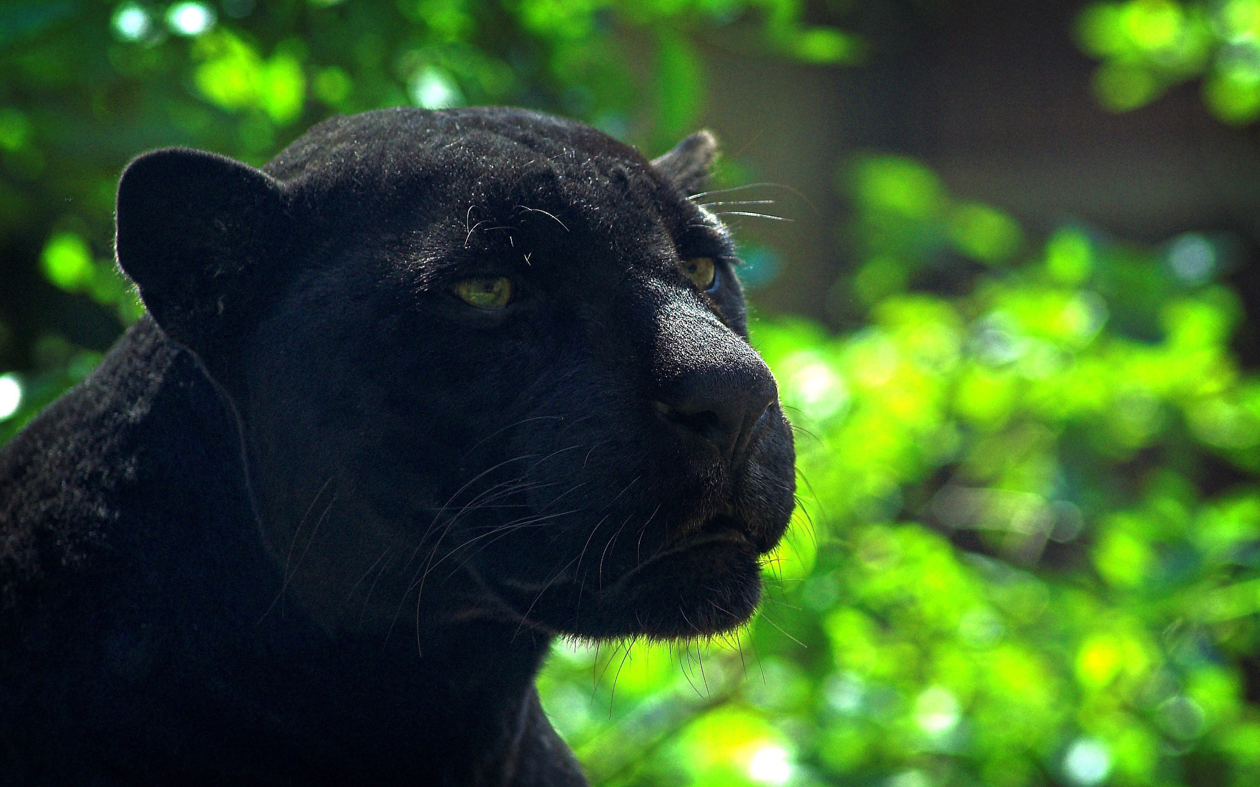 Черная пантера животное Ягуар