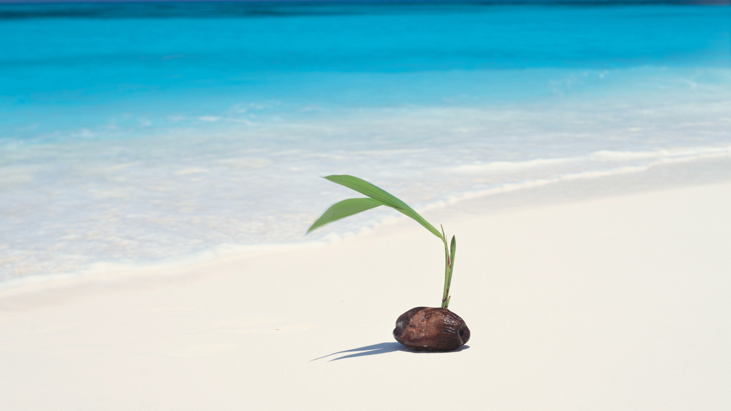 Пляж море пальмы кокосы