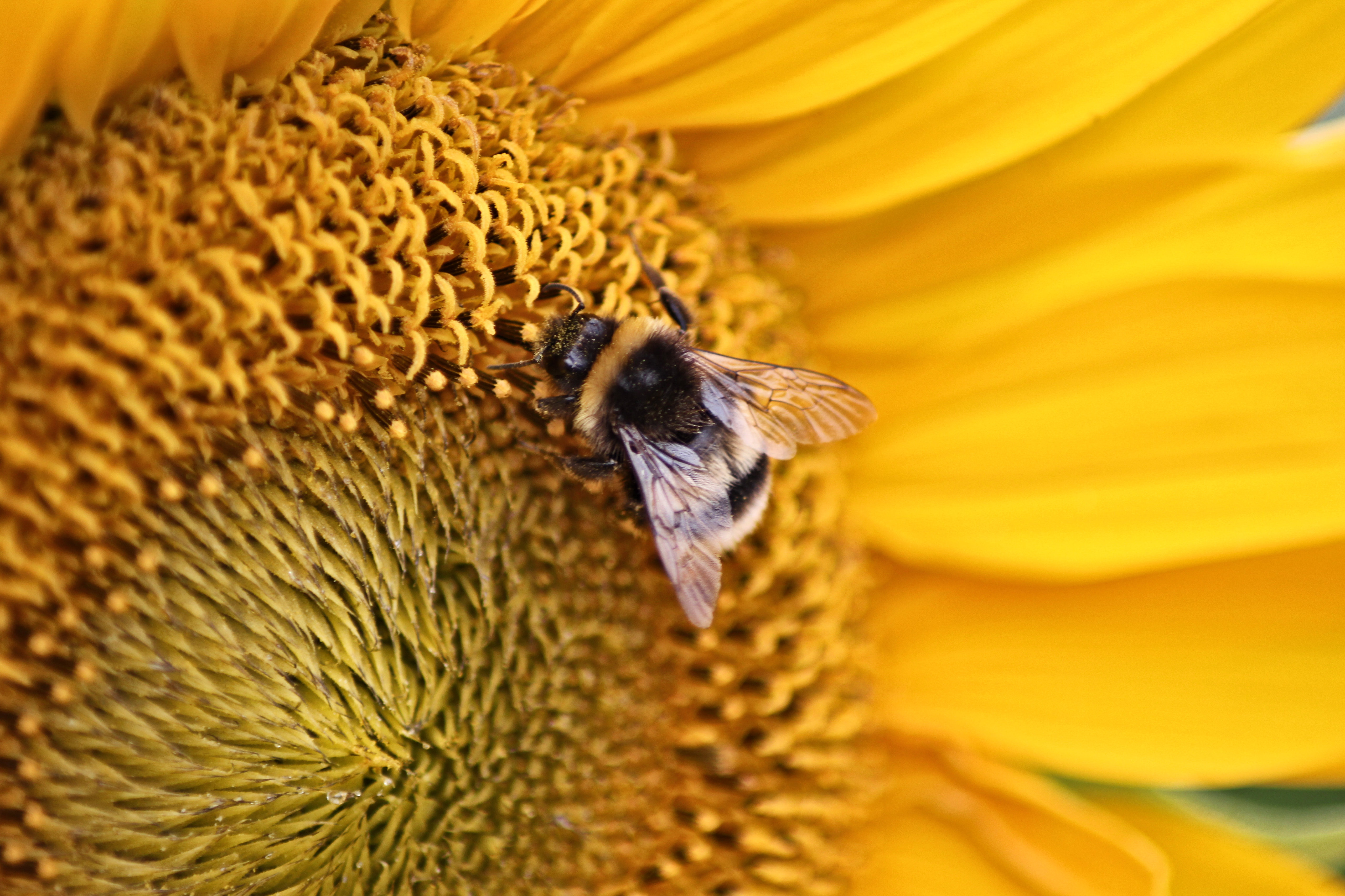 85854 завантажити шпалери бджола, тварини, жовтий, квітка, макро, макрос, комаха - заставки і картинки безкоштовно