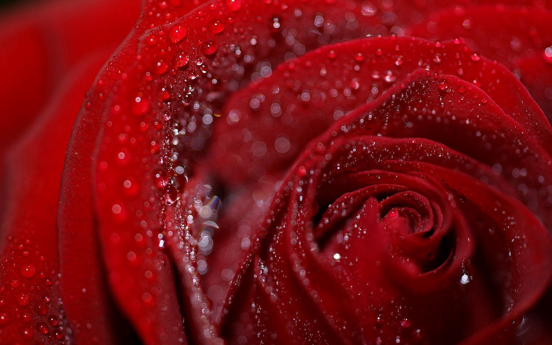 Красная роза с каплями росы