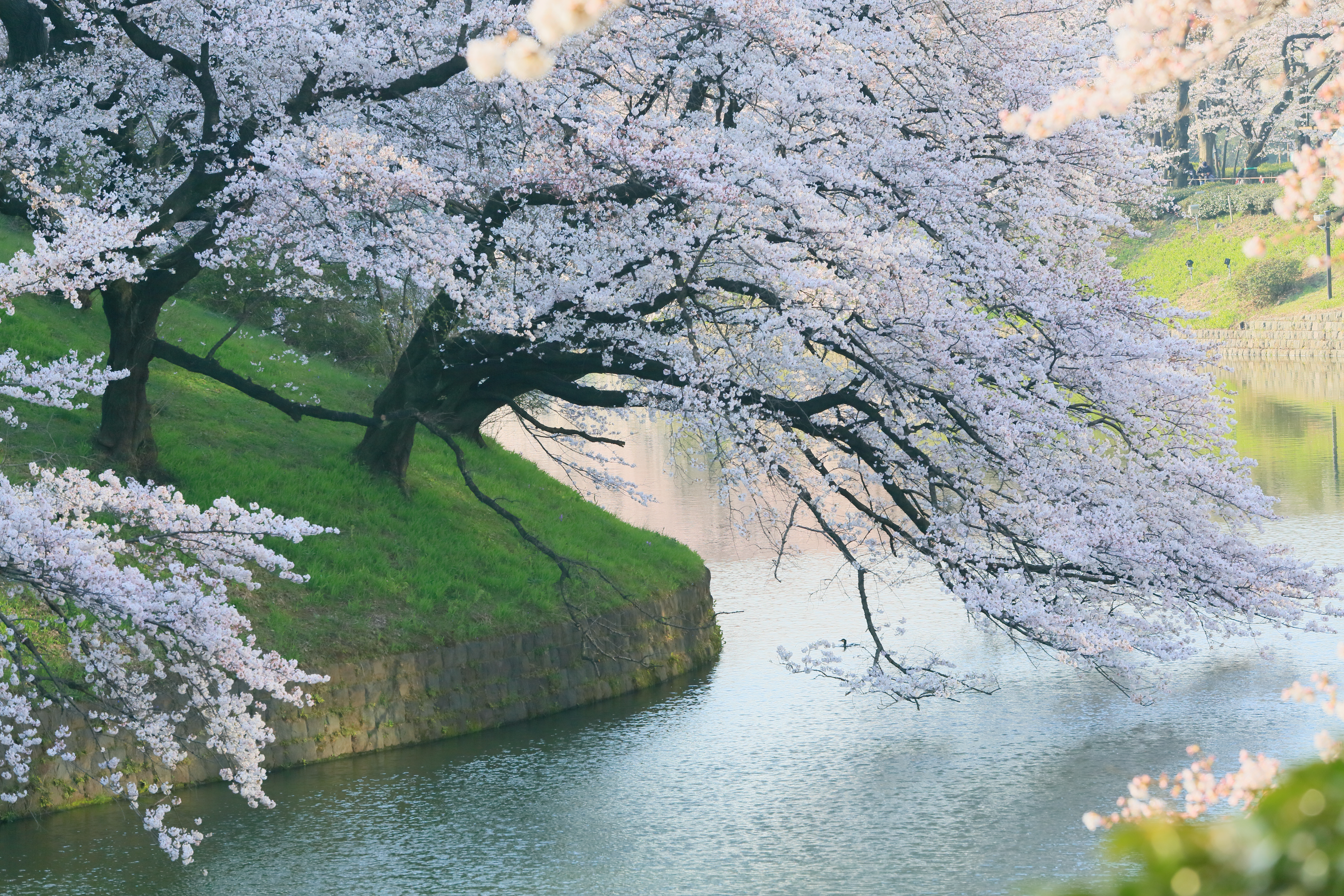 1523132 télécharger le fond d'écran japon, printemps, sakura, terre/nature, fleur de cerisier, cerisier, fleur de sakura - économiseurs d'écran et images gratuitement