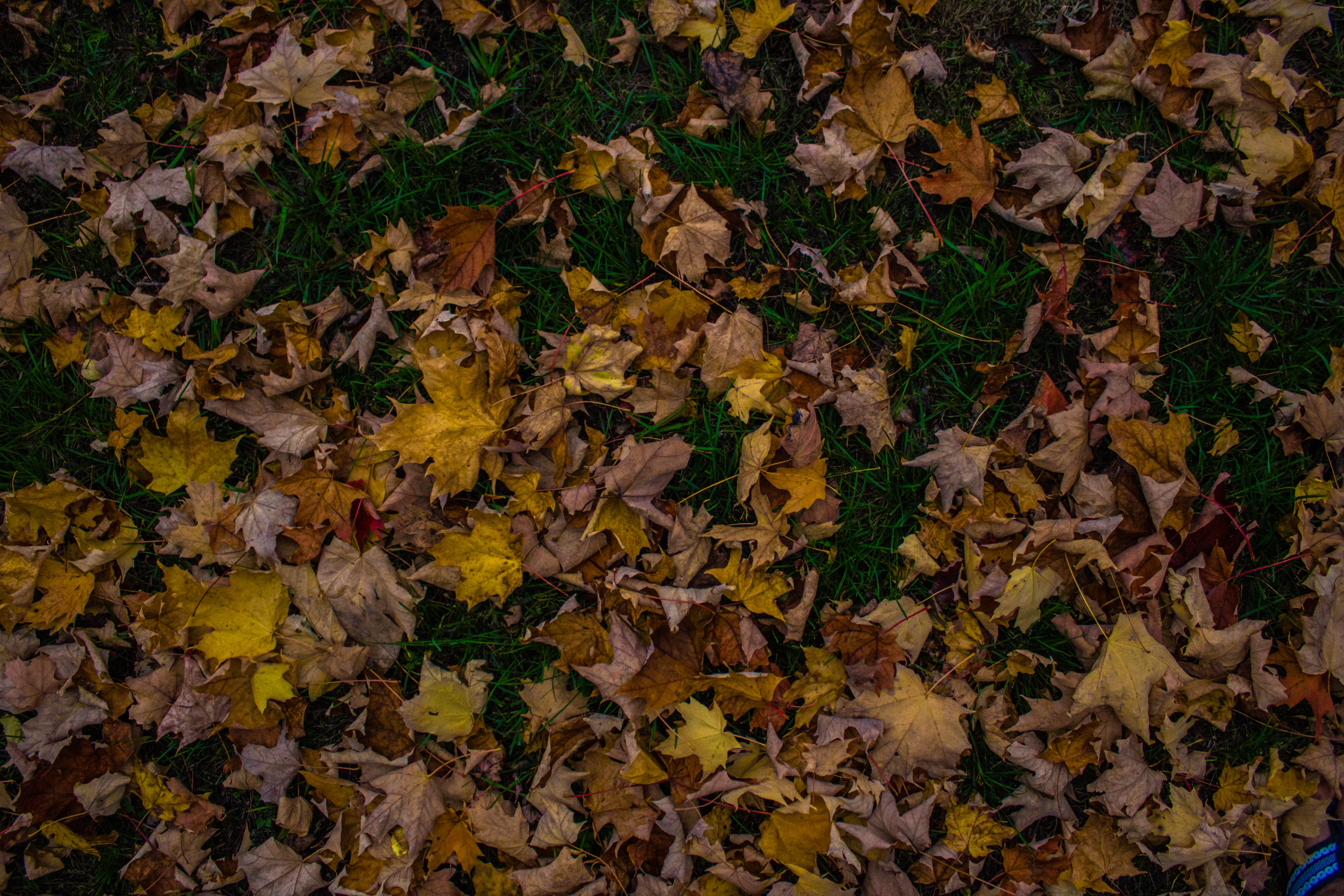 grass, nature, autumn, foliage, maple, fallen Desktop Wallpaper