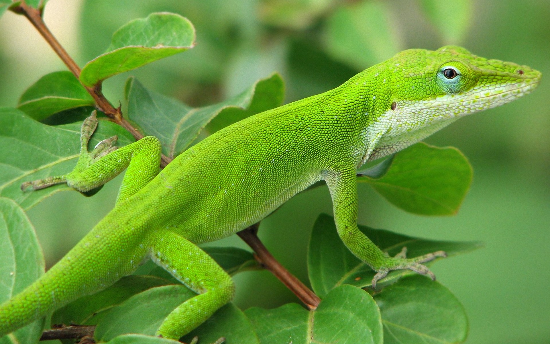 animal, green anole, anole, green, lizard, reptile, reptiles