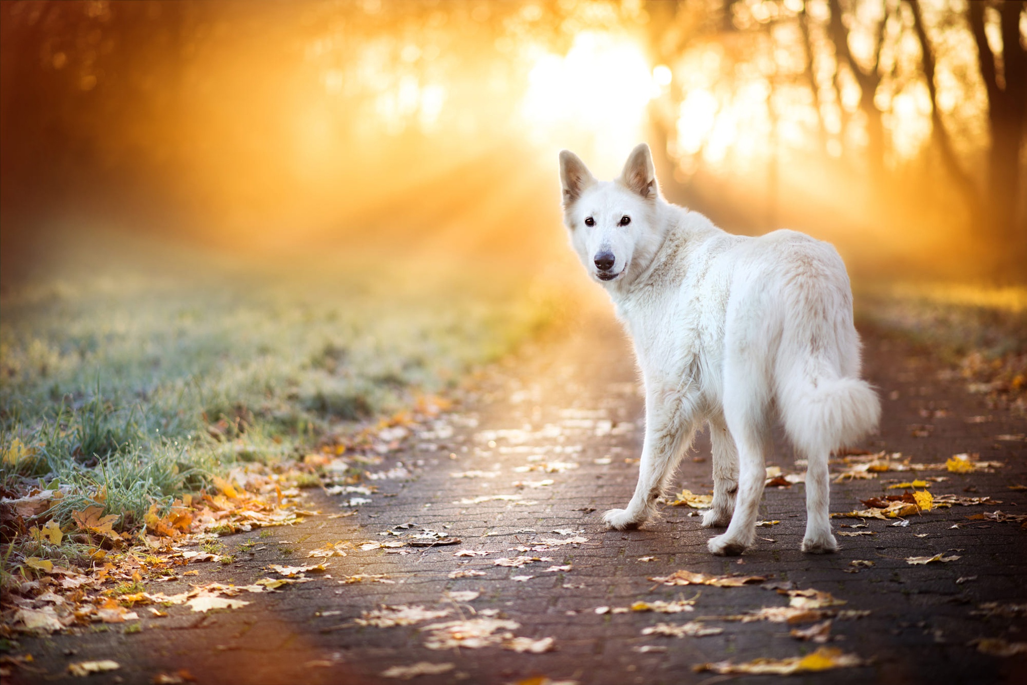 Download mobile wallpaper Dog, Animal, Swiss Shepherd, Sunbeam, Depth Of Field for free.