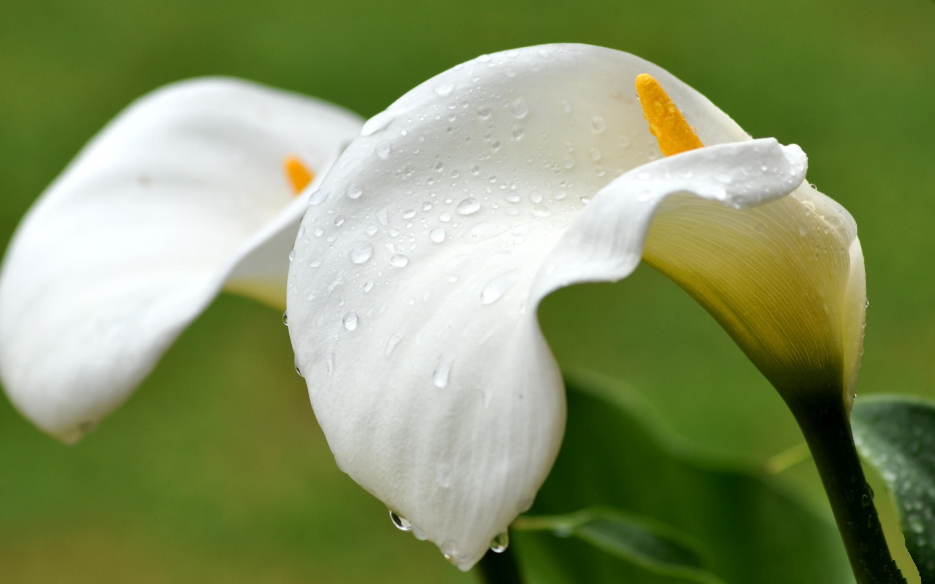 calla lily, earth, flower, flowers