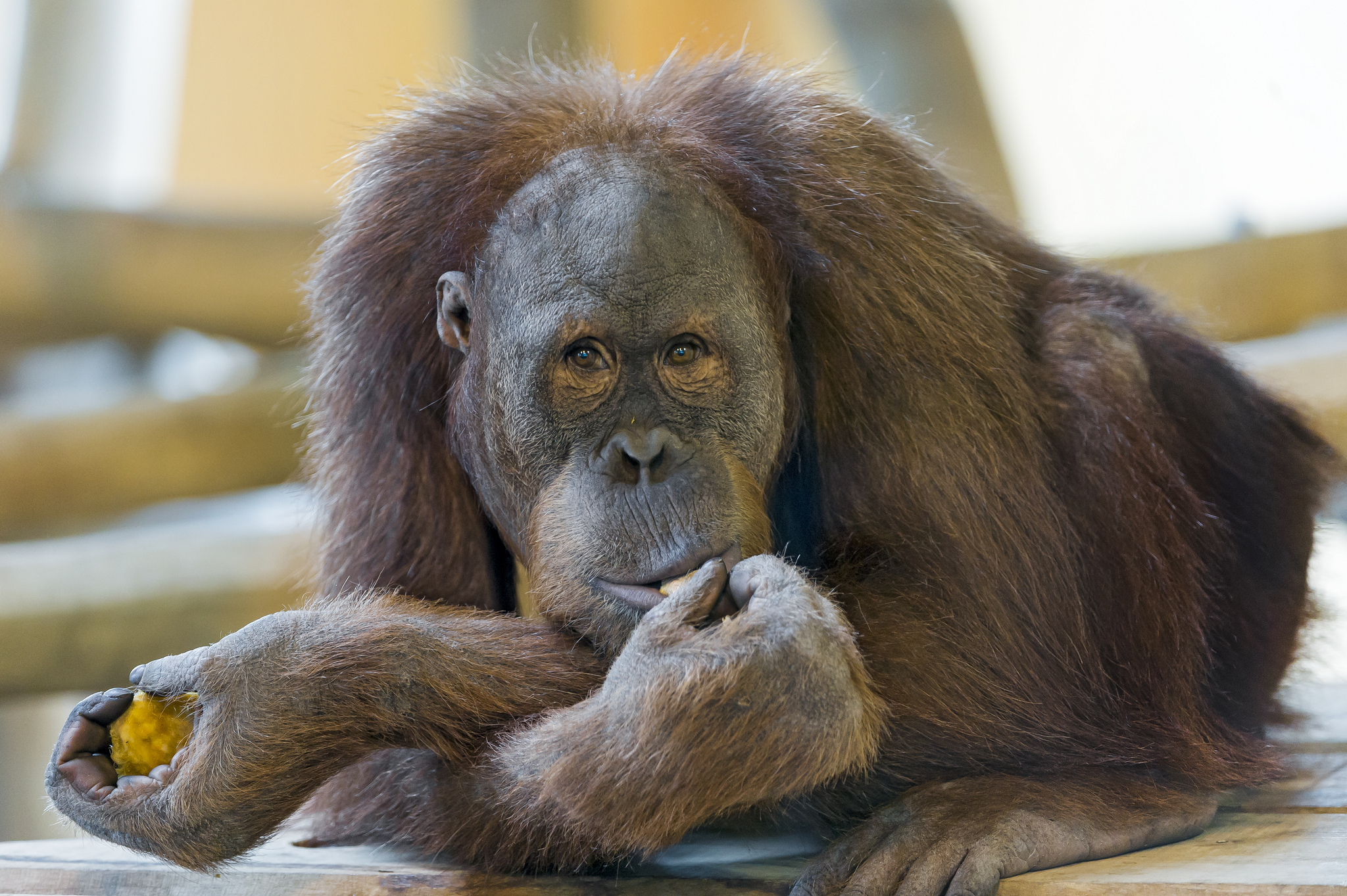 303017 télécharger l'image singes, animaux, orang outan - fonds d'écran et économiseurs d'écran gratuits