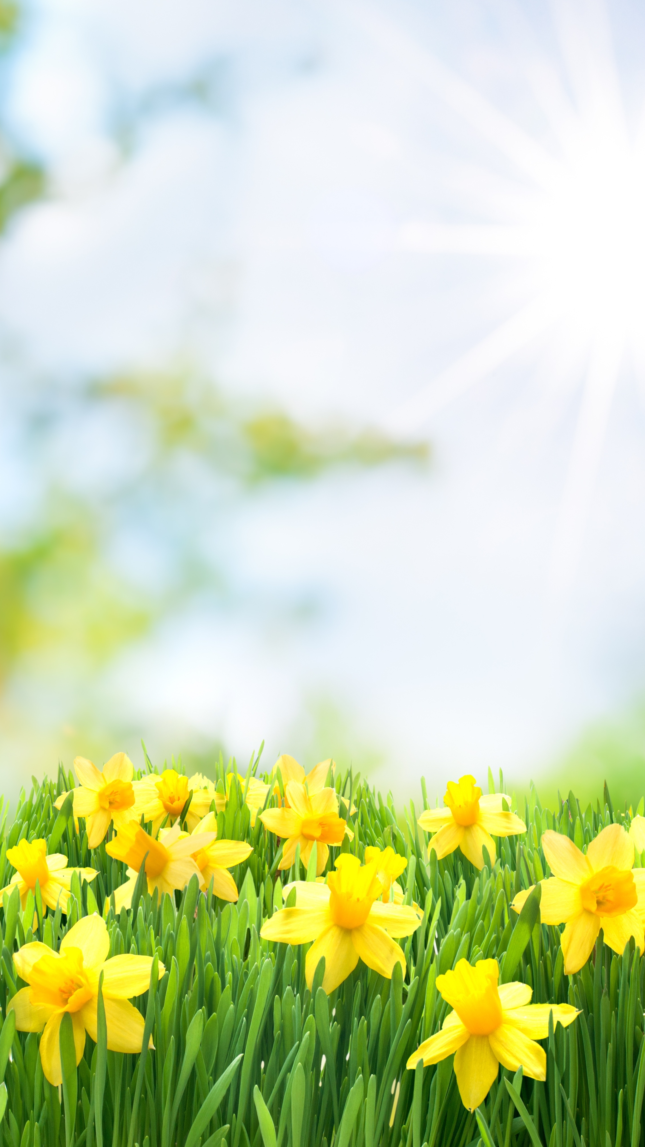 Download mobile wallpaper Nature, Flowers, Sun, Summer, Flower, Earth, Yellow Flower, Daffodil for free.