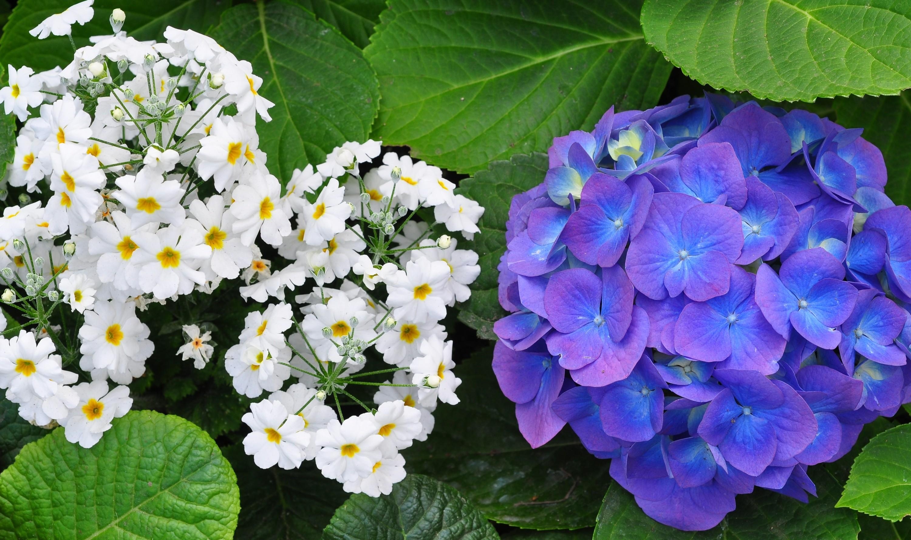 android greens, flowers, leaves, close up, hydrangea, primrose