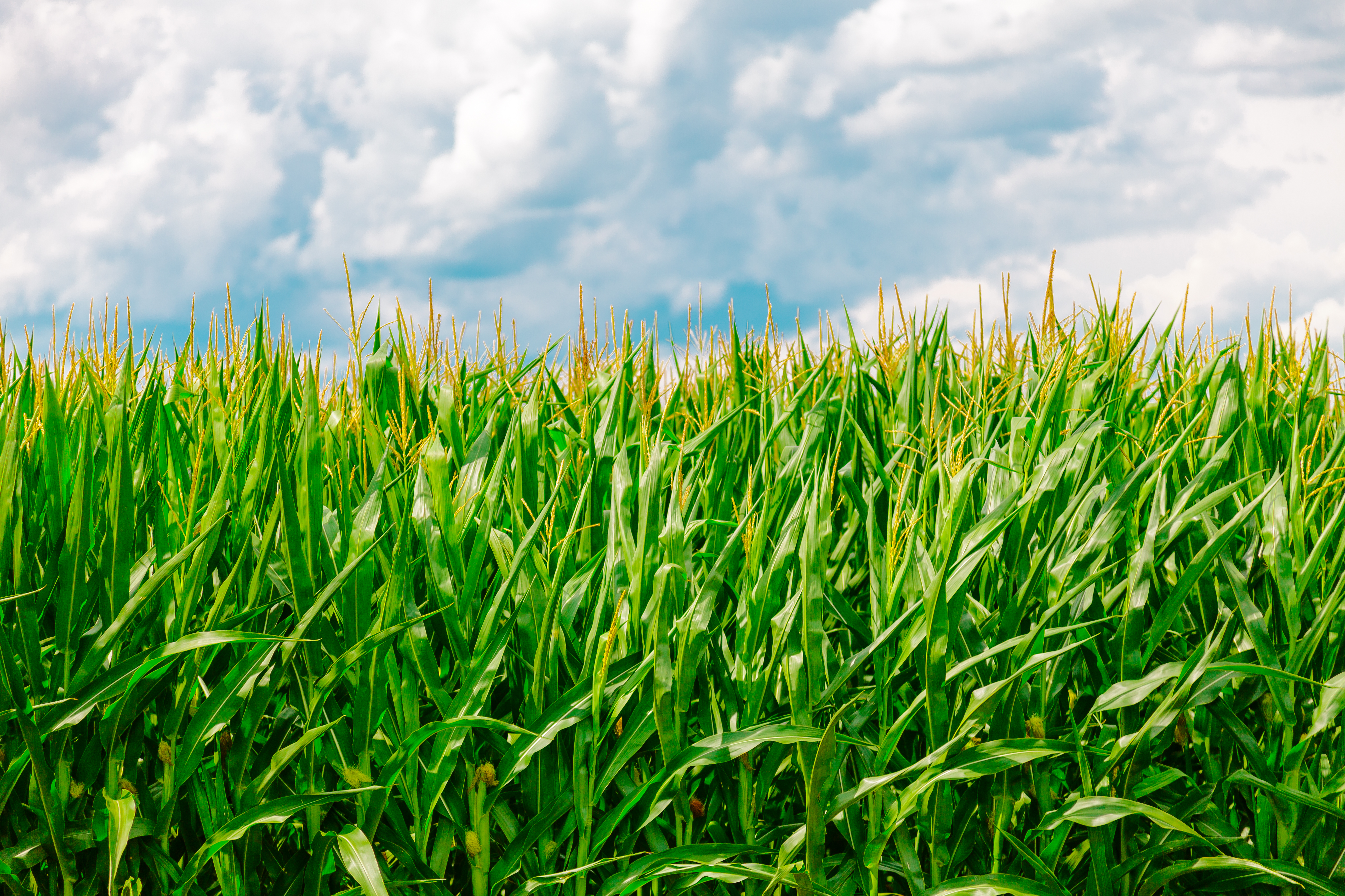 Laden Sie das Natur, Mais, Farm, Bauernhof, Feld, Sommer-Bild kostenlos auf Ihren PC-Desktop herunter