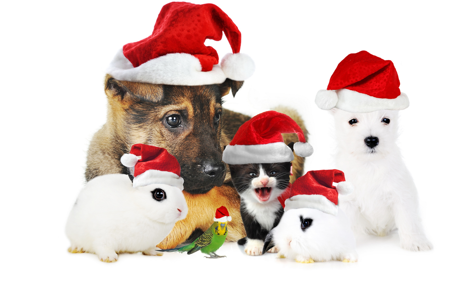 rabbit, kitten, christmas, santa hat, animal, pets, dog, puppy HD wallpaper