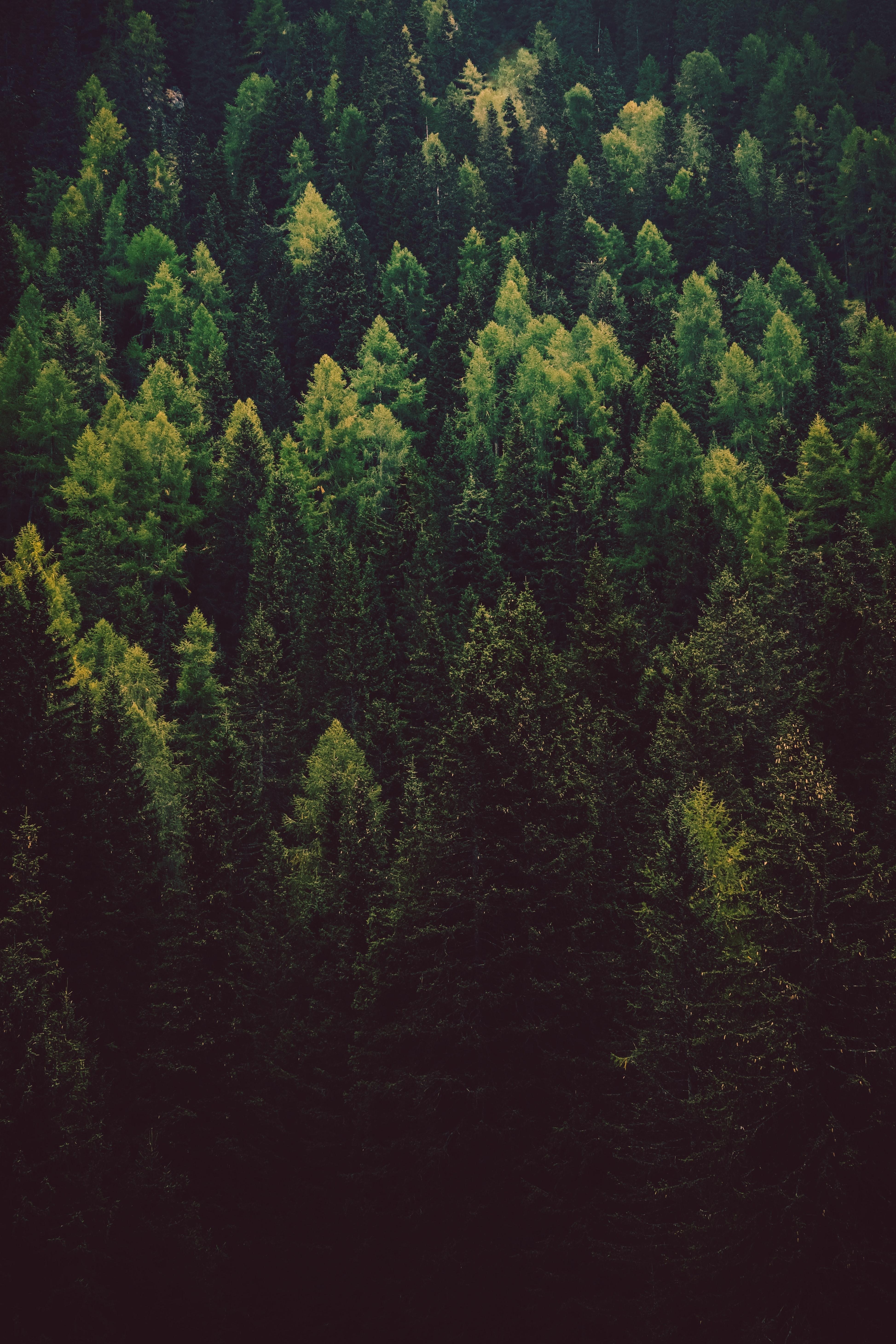 trees, nature, pine, green, coniferous, forest Phone Background