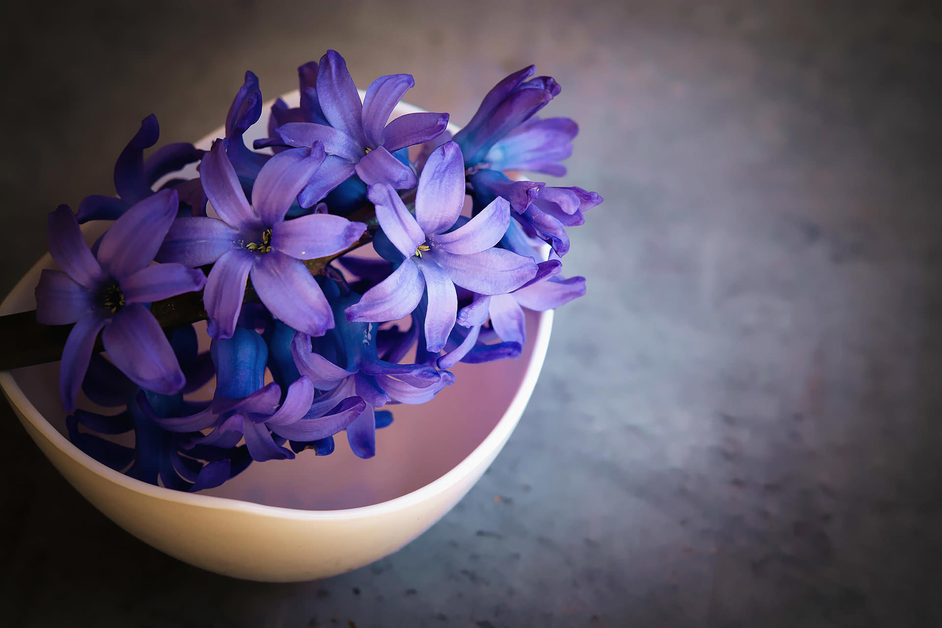 photography, still life, bowl, flower, hyacinth, purple flower mobile wallpaper