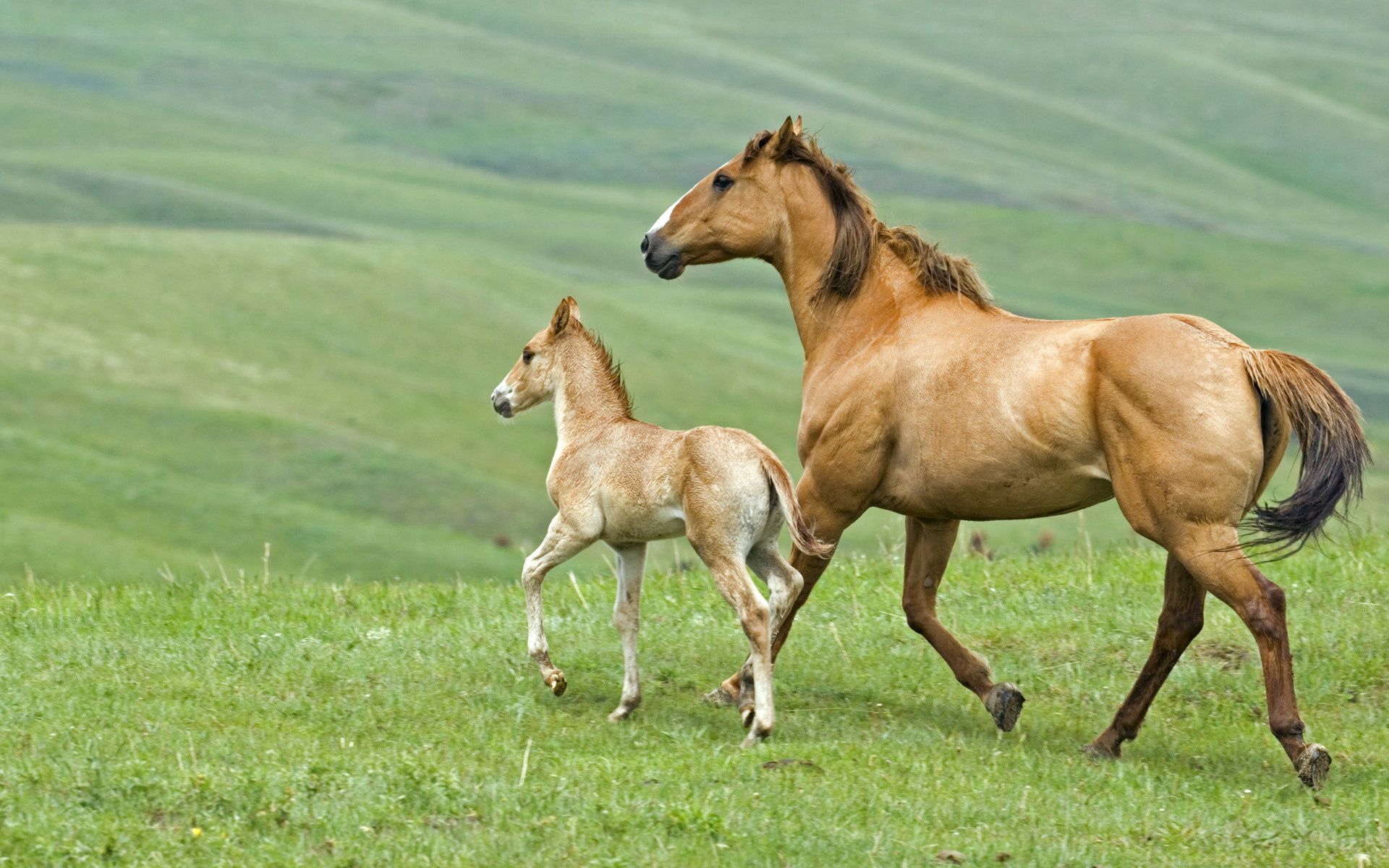 animals, grass, couple, pair, stroll, family, horse, stallion