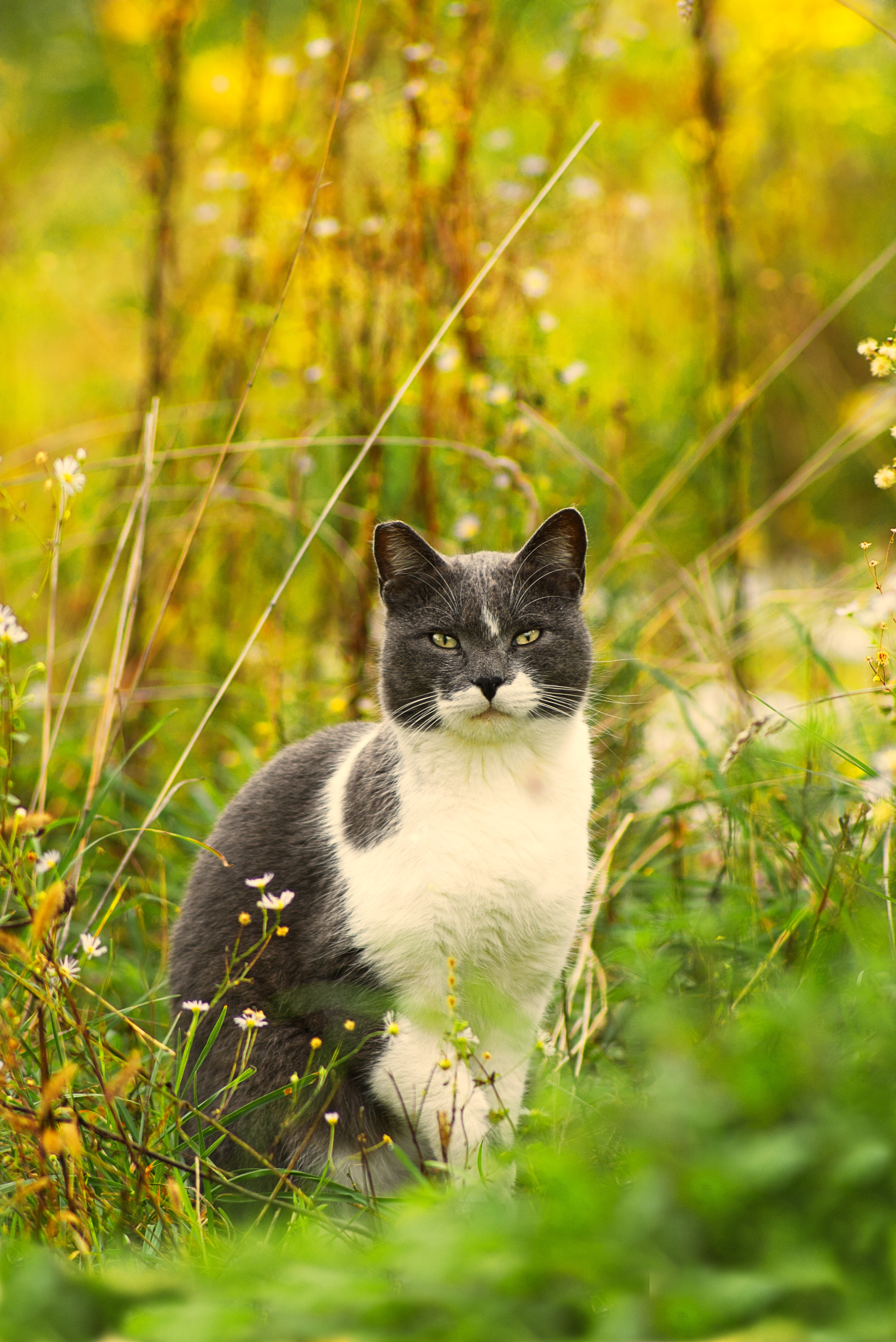 Download mobile wallpaper Grass, Pet, Animals, Flowers, Cat for free.