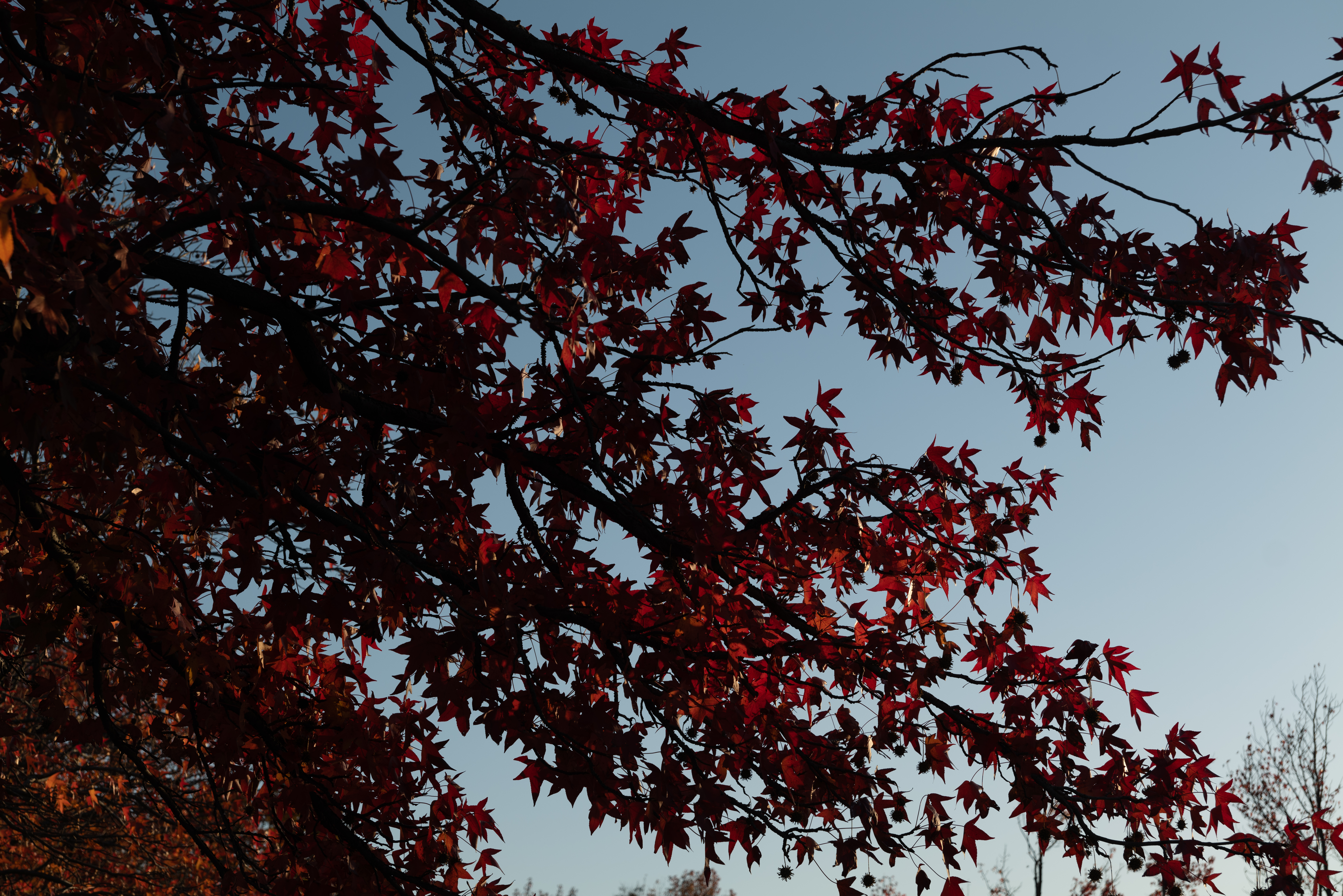 nature, leaves, red, wood, tree, branches, maple