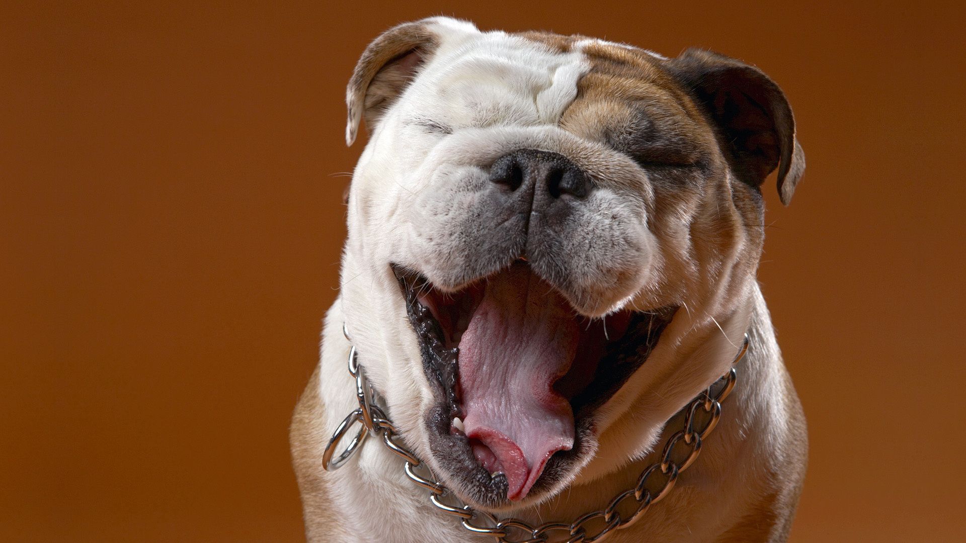 Laden Sie das Sicht, Bulldogge, Bulldog, Hund, Schnauze, Meinung, Tiere-Bild kostenlos auf Ihren PC-Desktop herunter