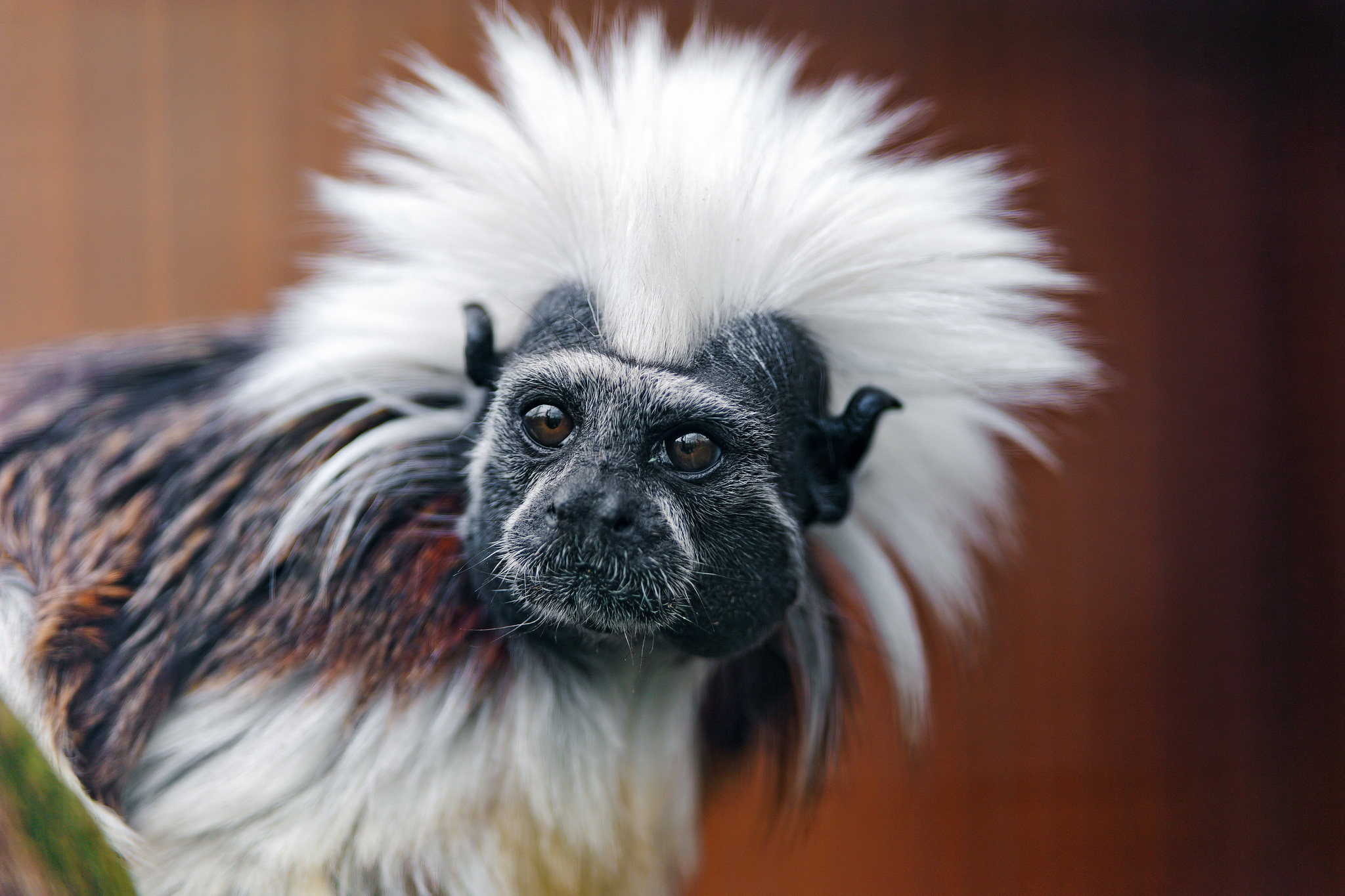 384298 descargar fondo de pantalla animales, tití, mono, monos: protectores de pantalla e imágenes gratis