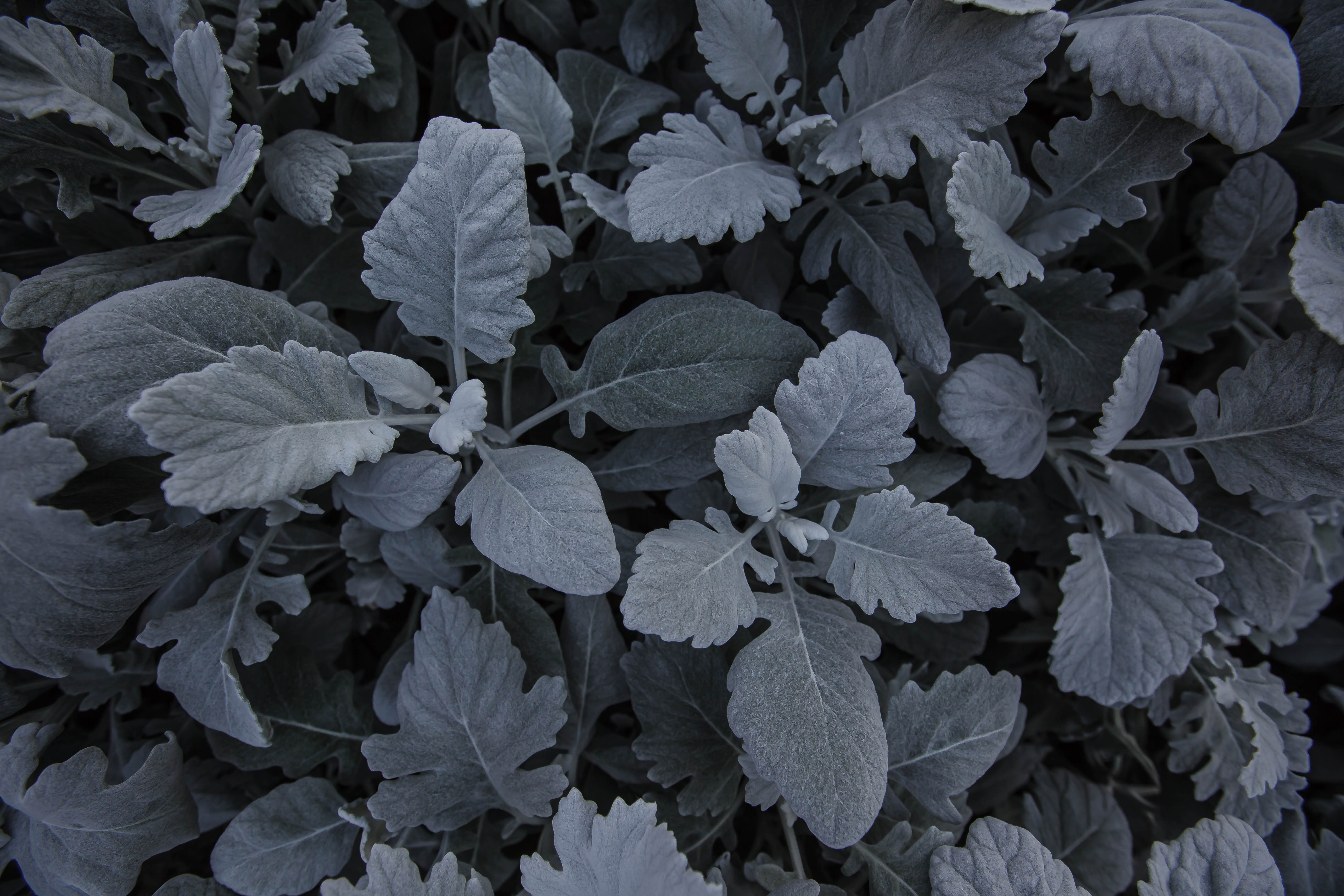 grey, nature, leaves, plant, carved