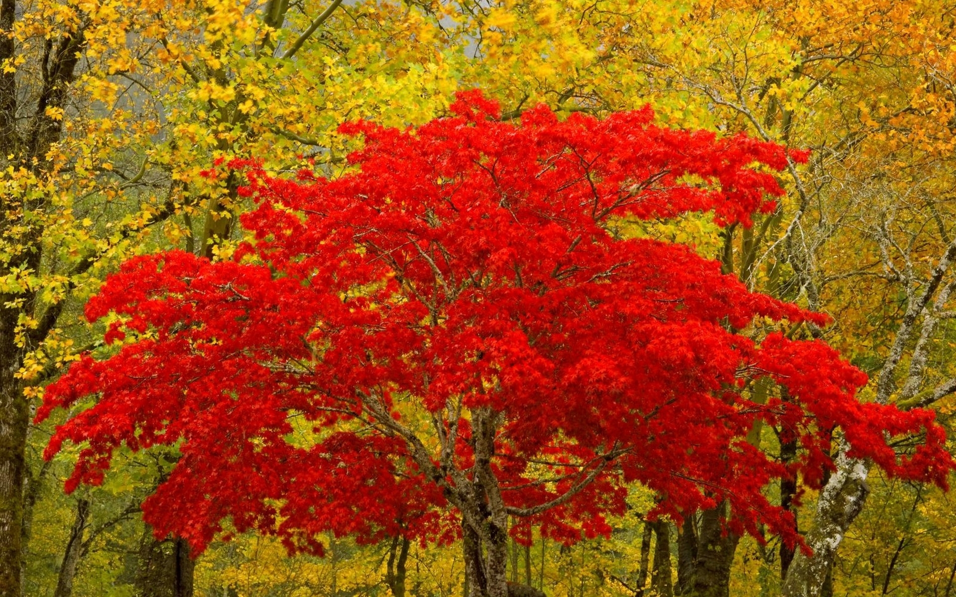 29131 télécharger l'image automne, paysage, arbres, rouge - fonds d'écran et économiseurs d'écran gratuits