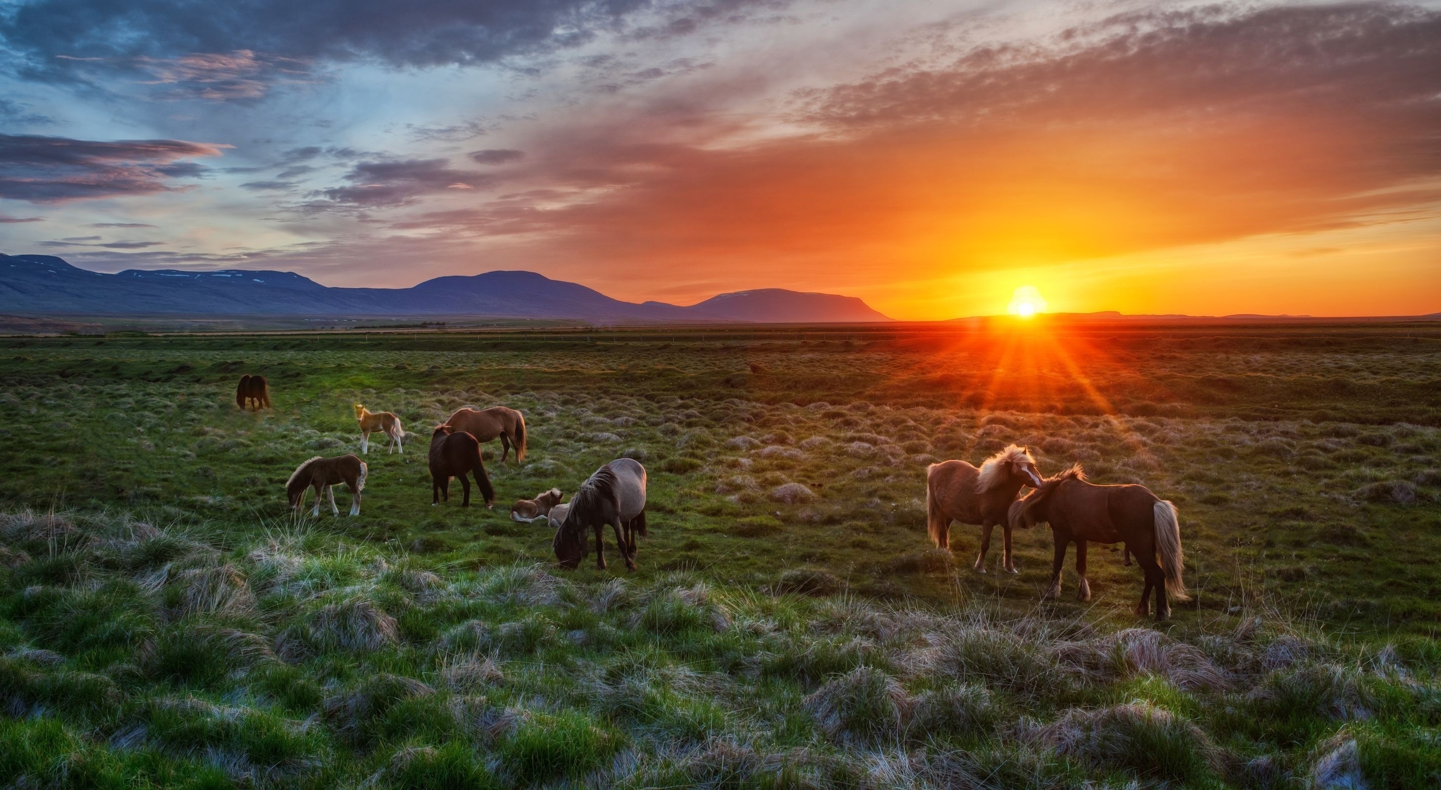 iceland, foals, horses, landscape, animals, sunset, colts