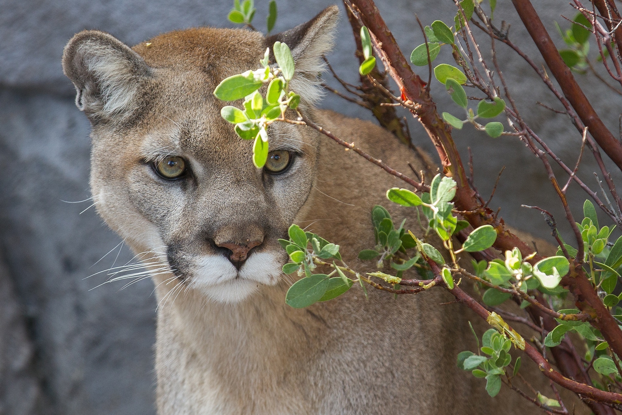 Download mobile wallpaper Wildcat, Cougar, Animals, Wild Cat, Predator, Branch, Puma for free.