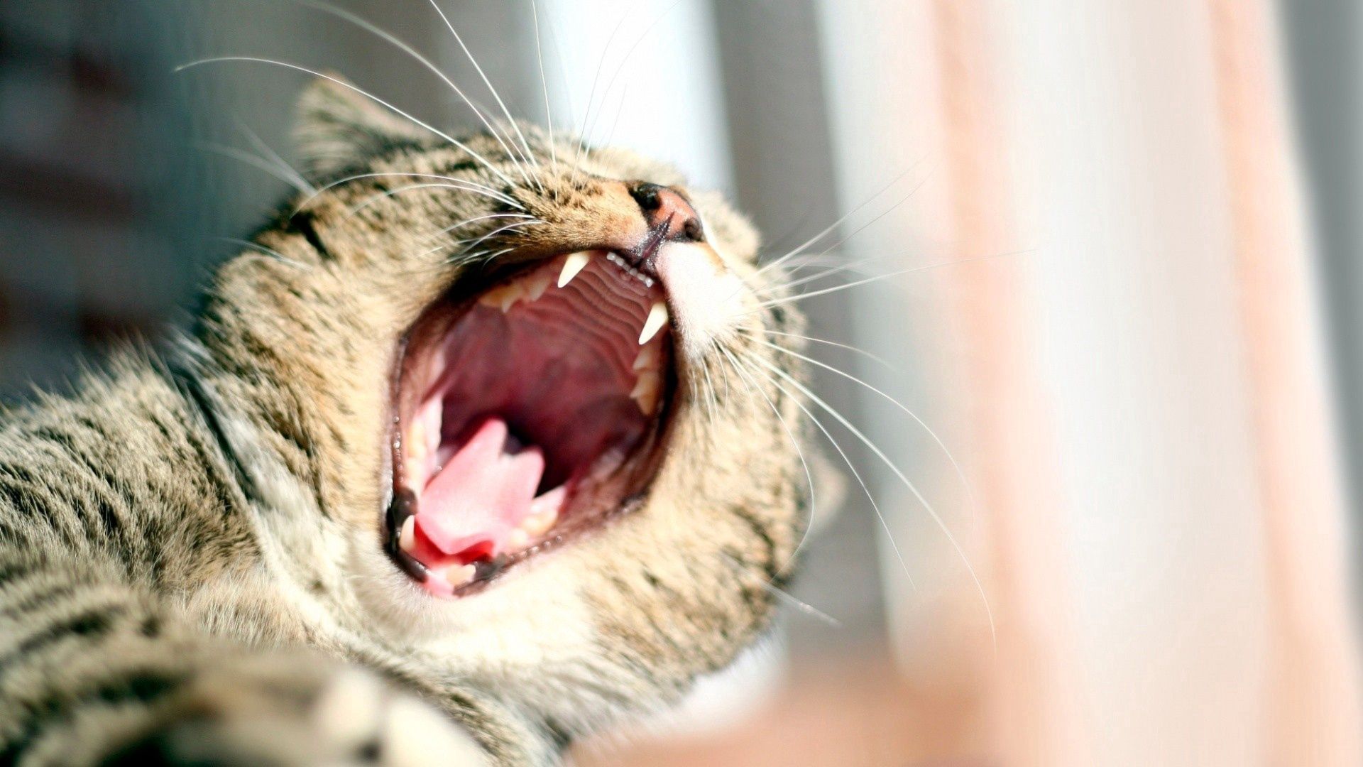 animals, cat, to fall, mouth, to yawn, yawn Full HD