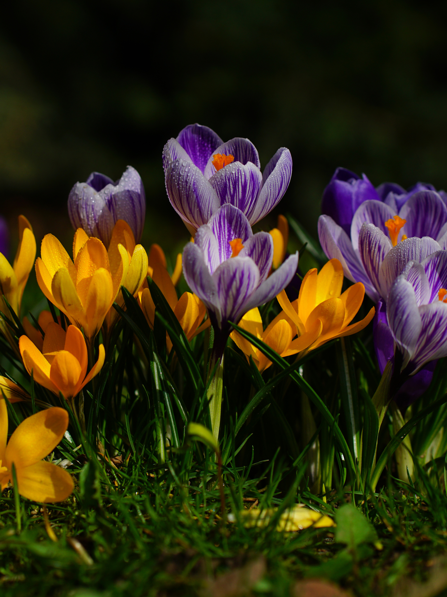 Download mobile wallpaper Nature, Flowers, Flower, Earth, Spring, Crocus, Yellow Flower, Purple Flower for free.