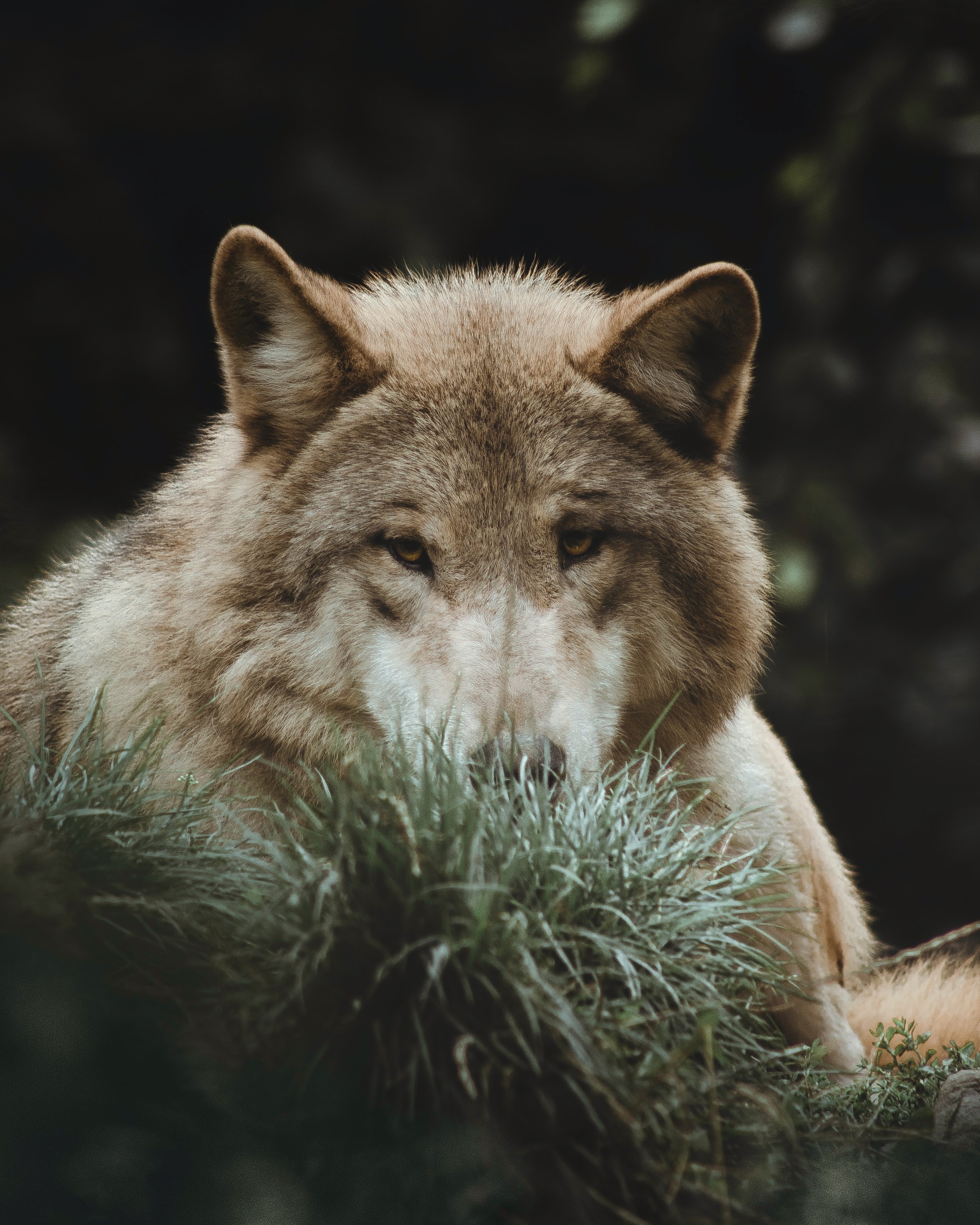 Download mobile wallpaper Grass, Predator, Animals, Animal, Wolf for free.