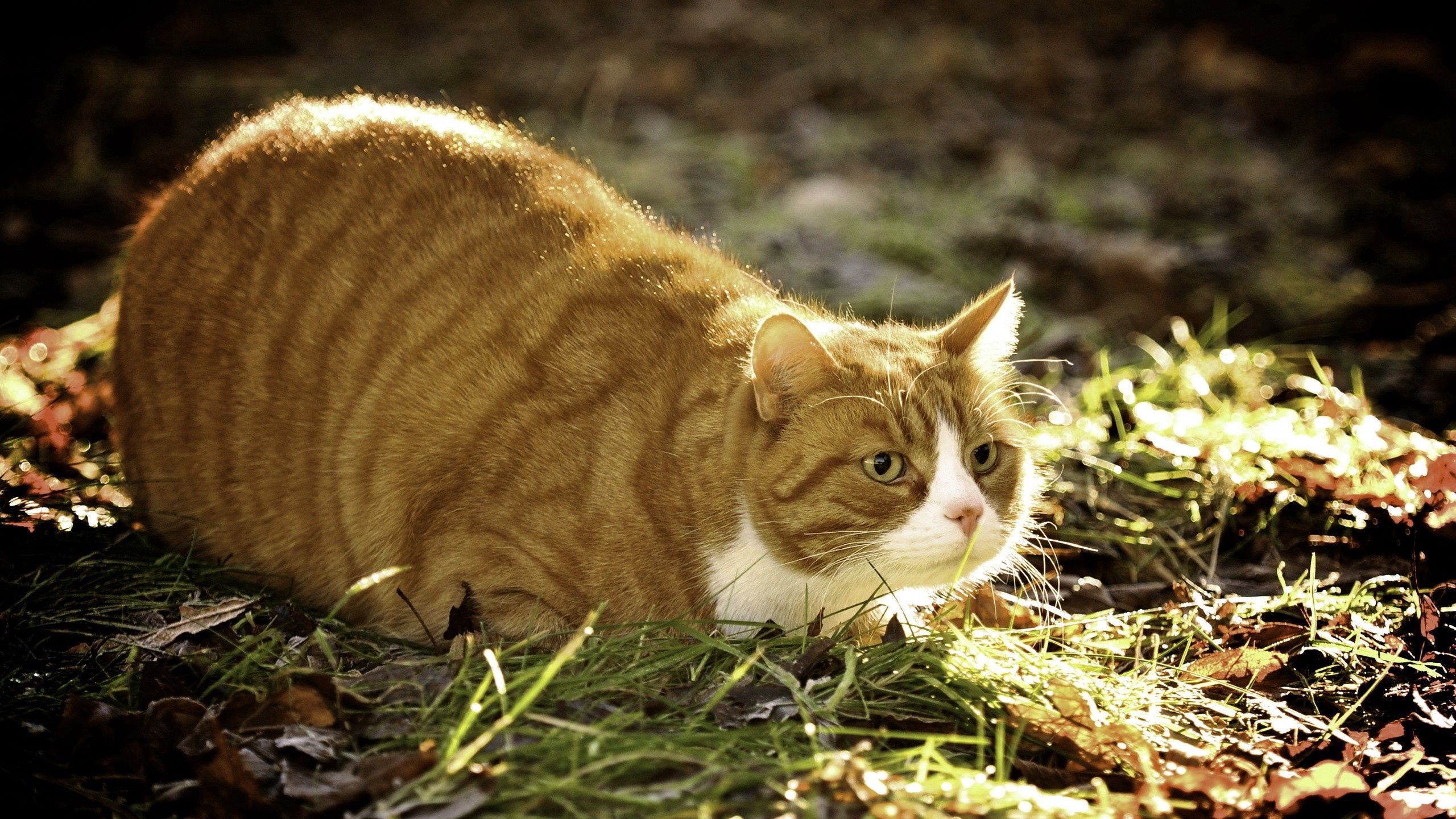Download mobile wallpaper Thick, Animals, To Lie Down, Fat, Lie, Grass, Cat, Hunt, Hunting for free.