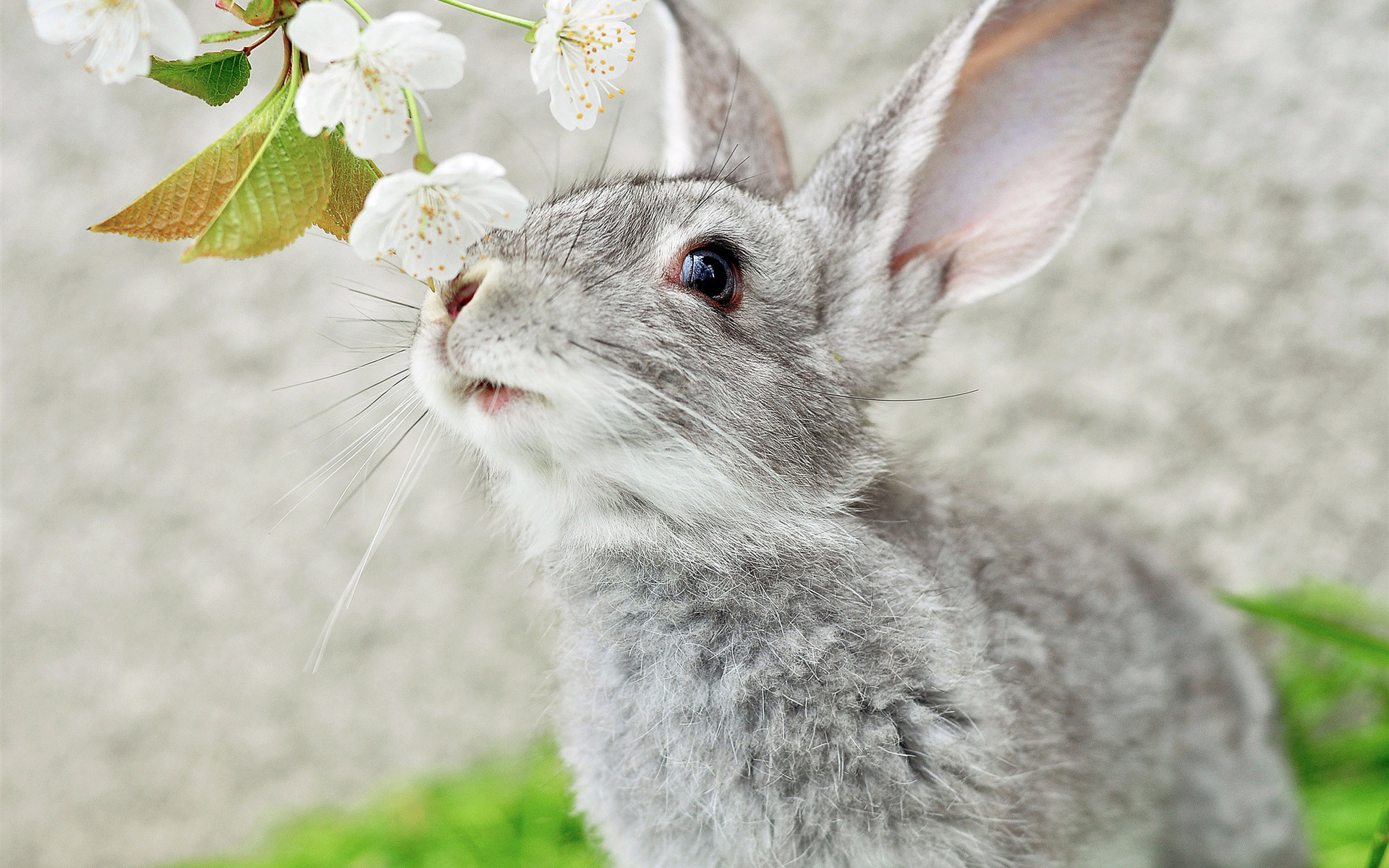 33465 Bild herunterladen kaninchen, tiere, grau - Hintergrundbilder und Bildschirmschoner kostenlos