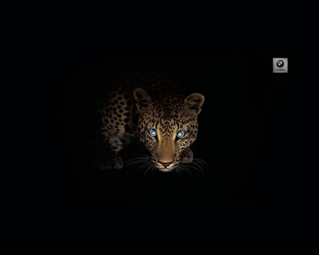 9143 скачать обои леопарды, черные, арт, животные - заставки и картинки бесплатно