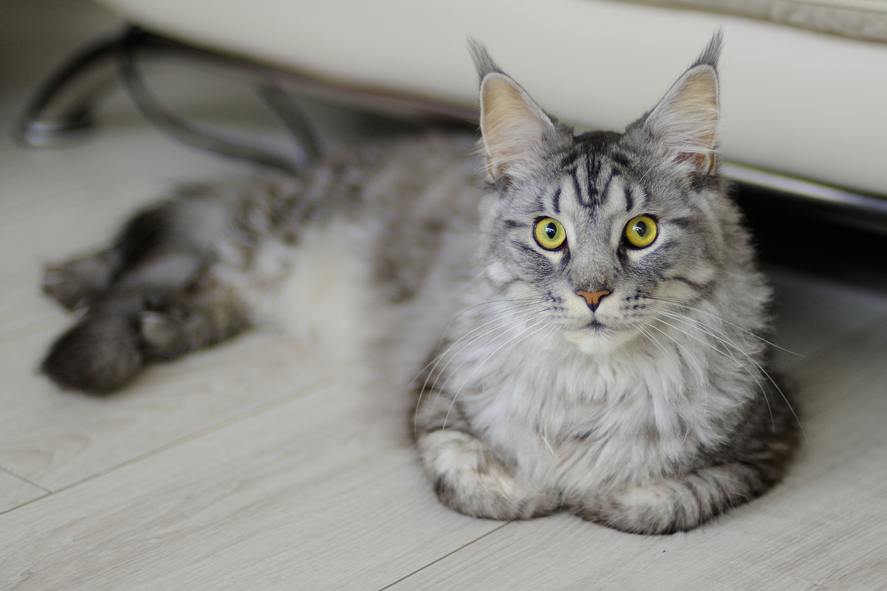 maine coon, animal, cat, stare, cats