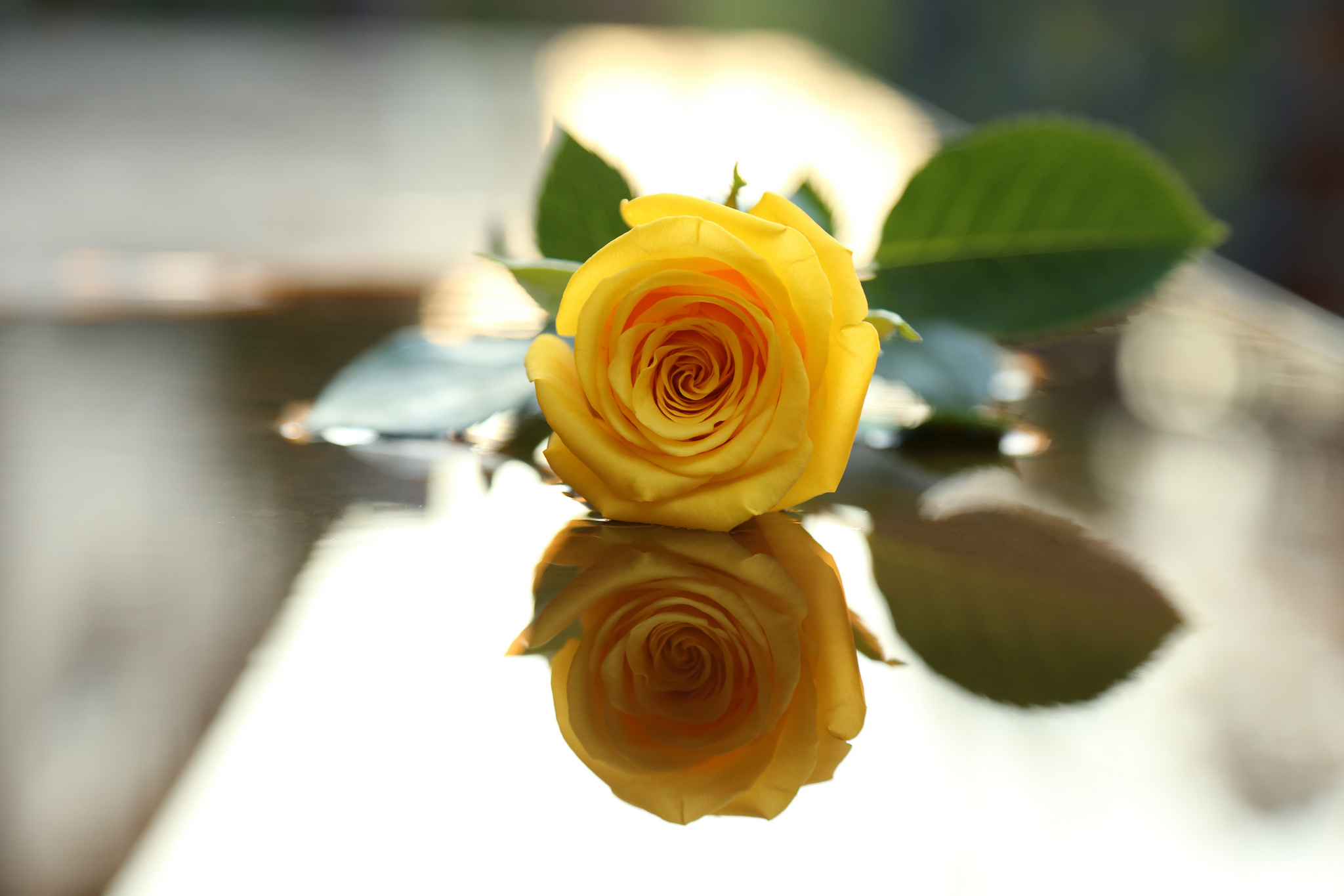 yellow flower, flowers, rose, leaf, flower, yellow rose, reflection, earth Full HD