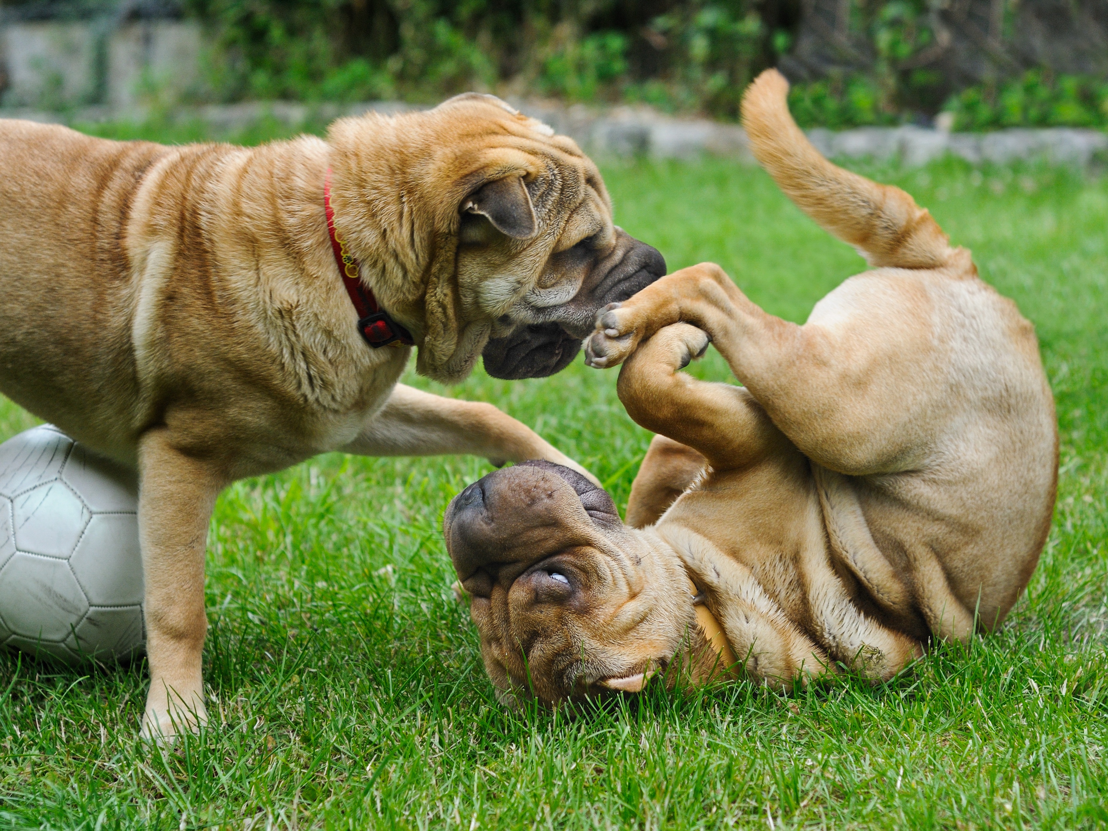 Download mobile wallpaper Shar Pei, Playful, Animals, Puppies, Dogs for free.