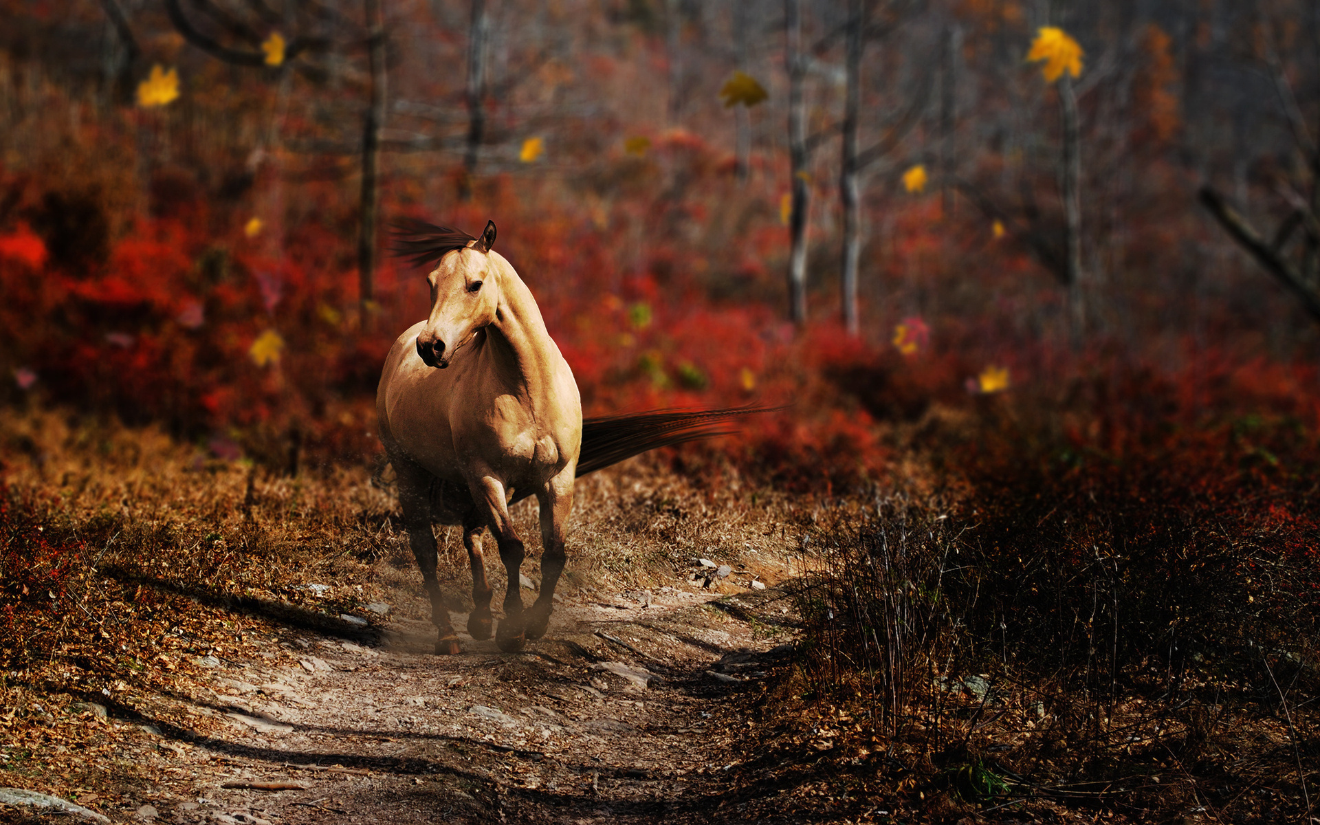 50150 Bildschirmschoner und Hintergrundbilder Pferde auf Ihrem Telefon. Laden Sie  Bilder kostenlos herunter