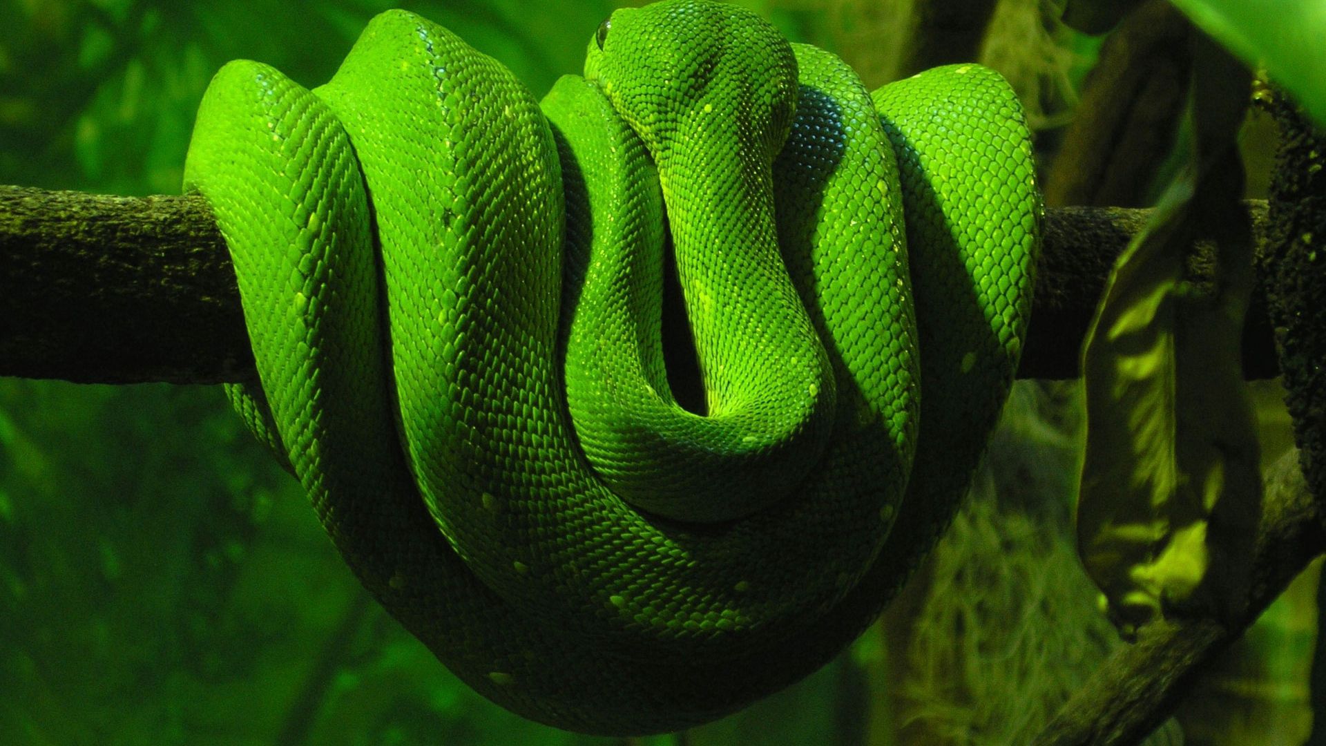 animals, to lie down, lie, branch, reptile, green snake