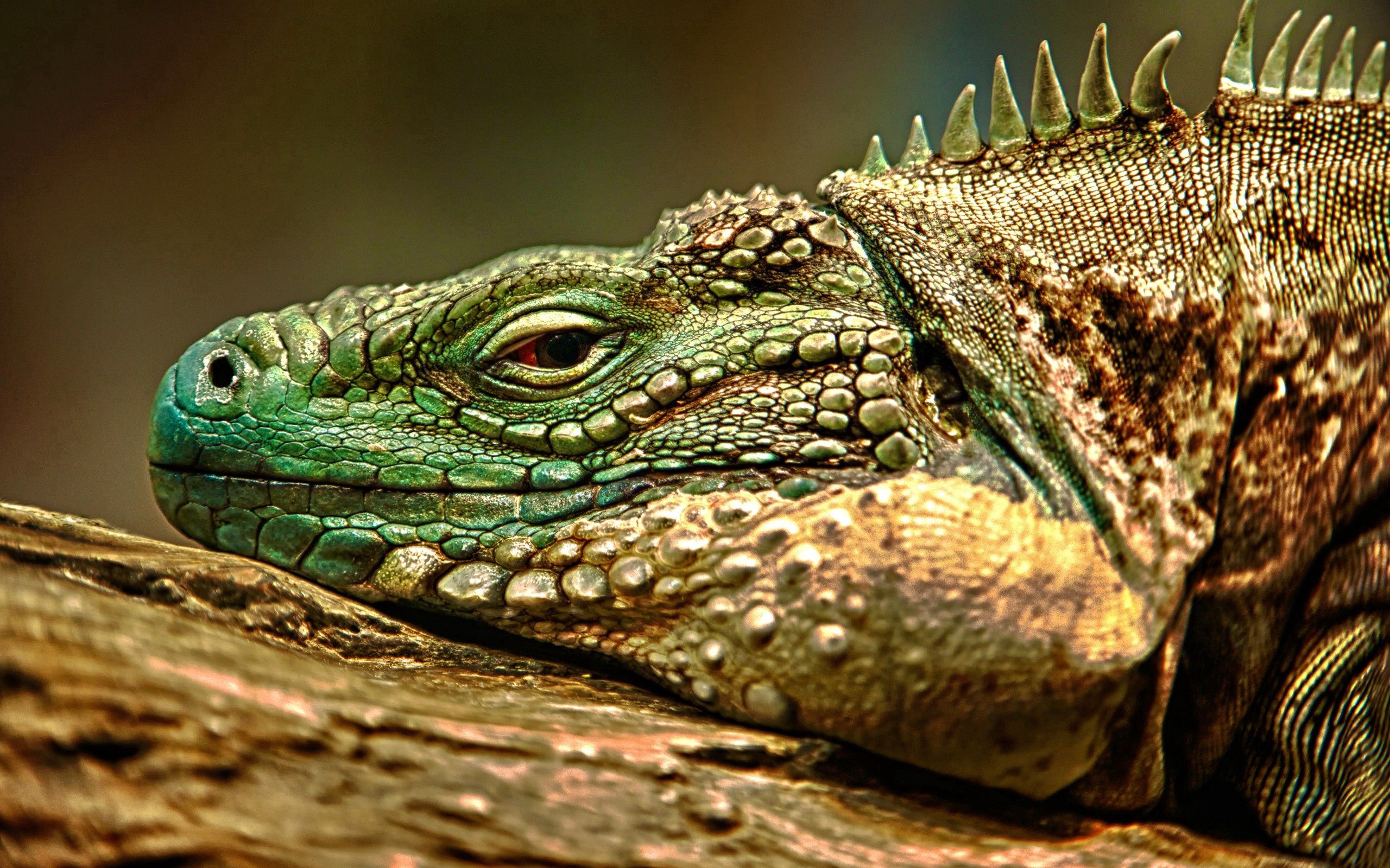 Laden Sie das Reptil, Schnauze, Reptile, Iguana, Leguan, Gefährlich, Tiere-Bild kostenlos auf Ihren PC-Desktop herunter