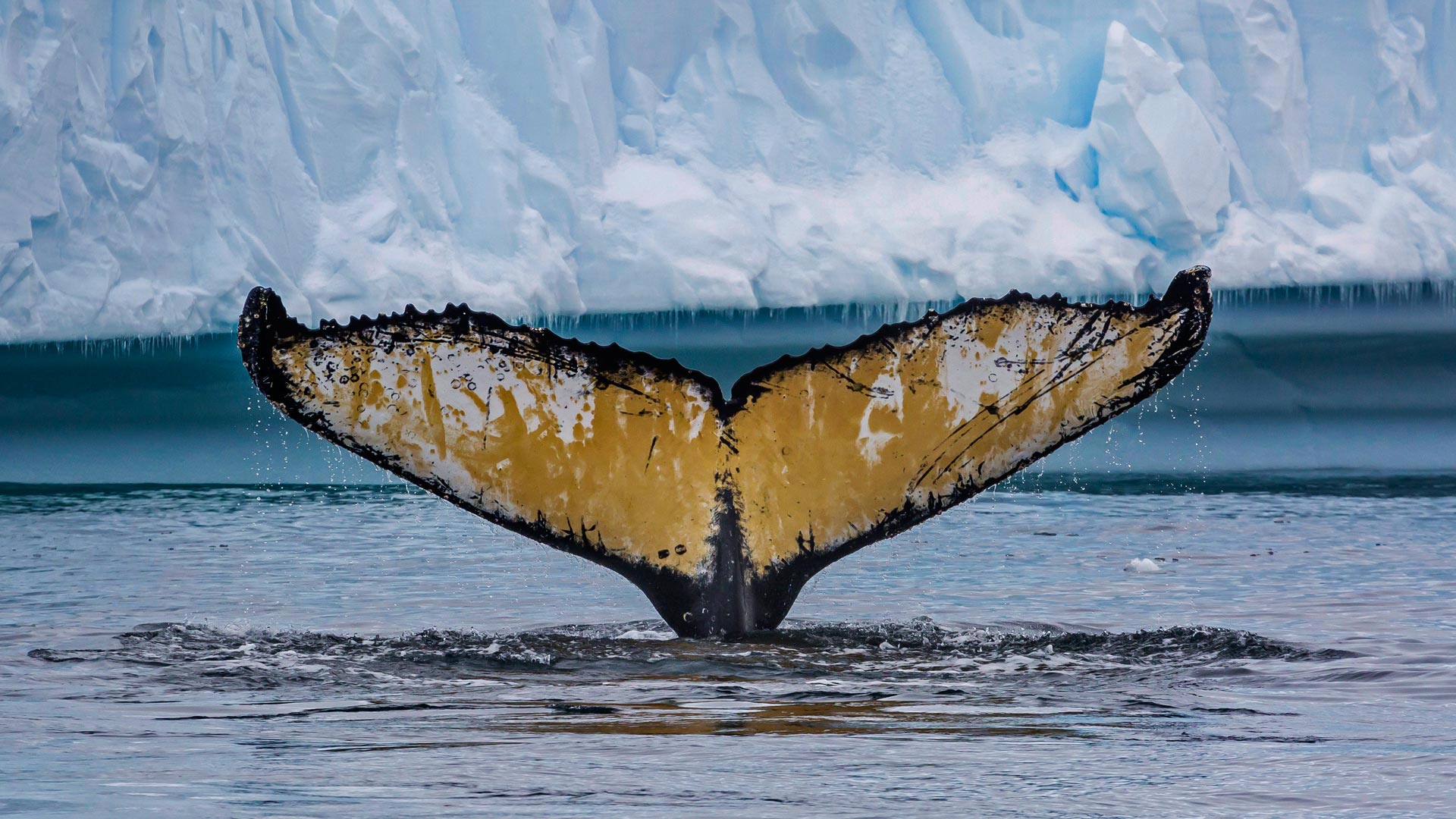 Full HD Wallpaper animal, whale, antarctica, ocean, sea